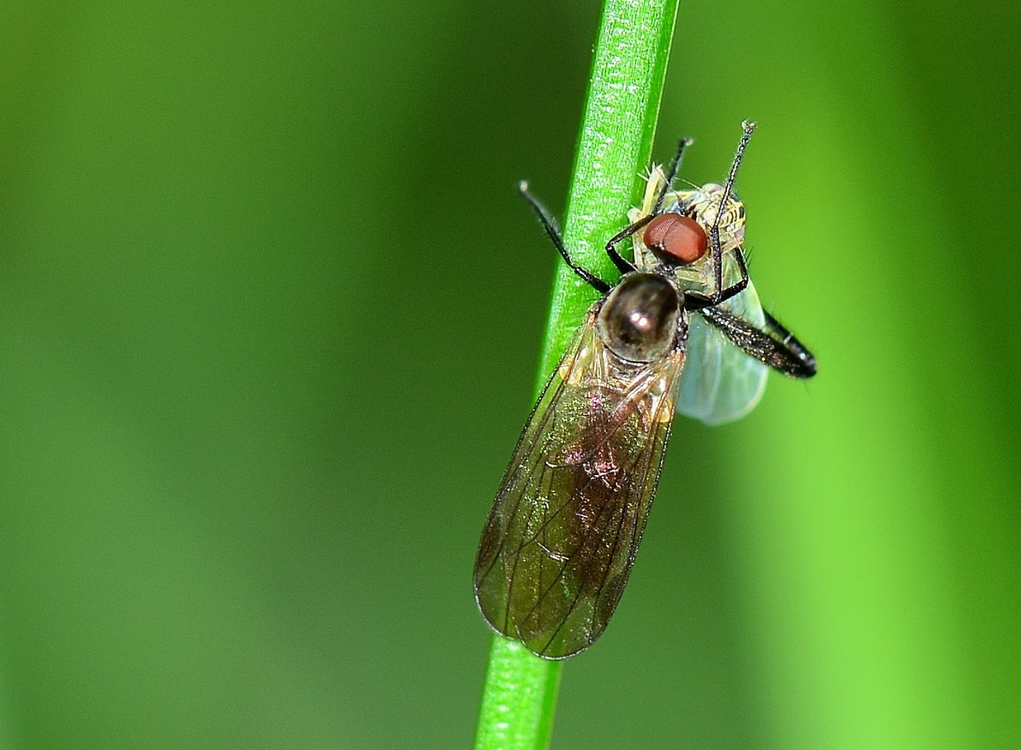 Con preda: Hybotidae