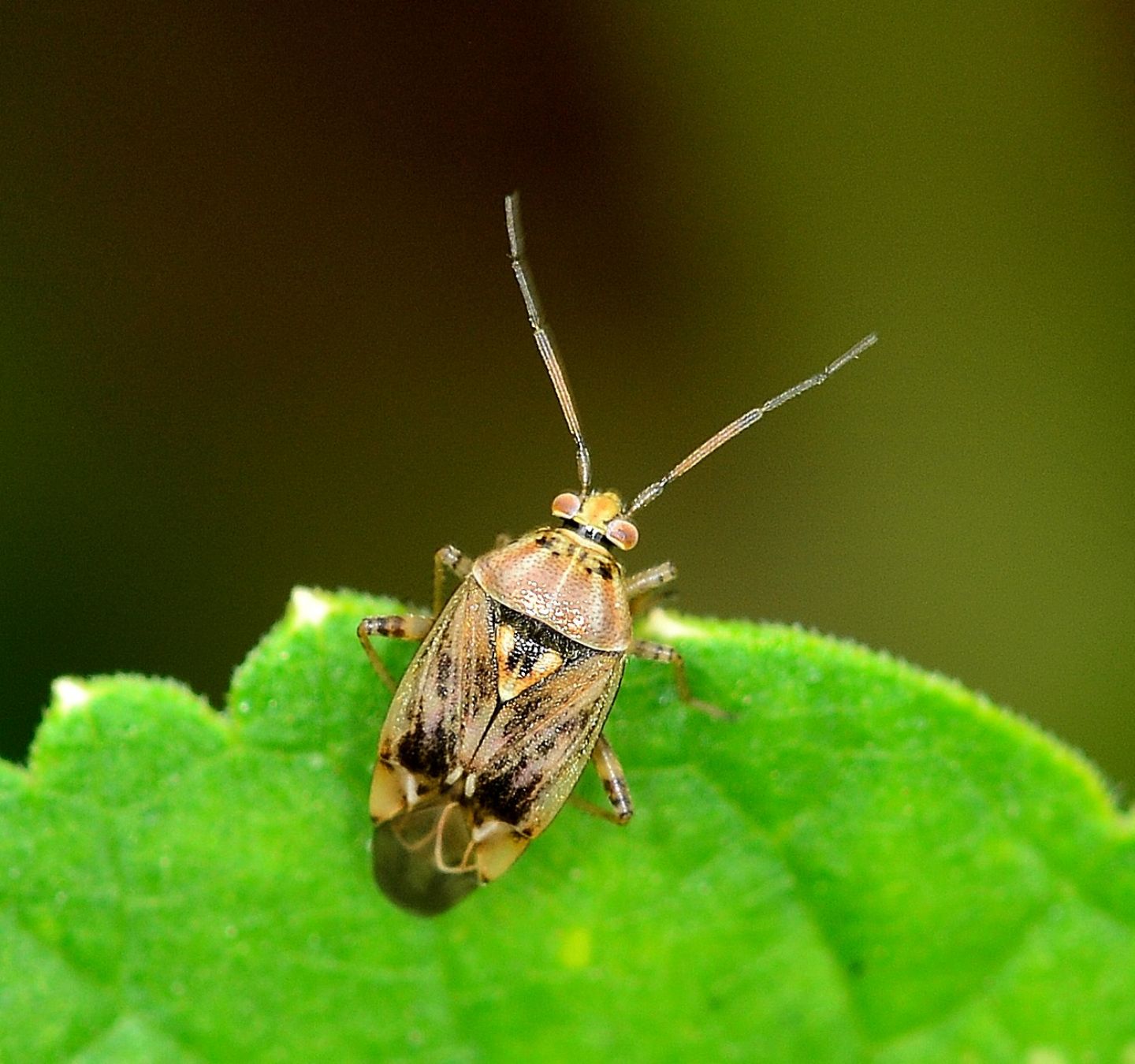 Miridae: Lygus sp.  (cfr. gemellatus ?)