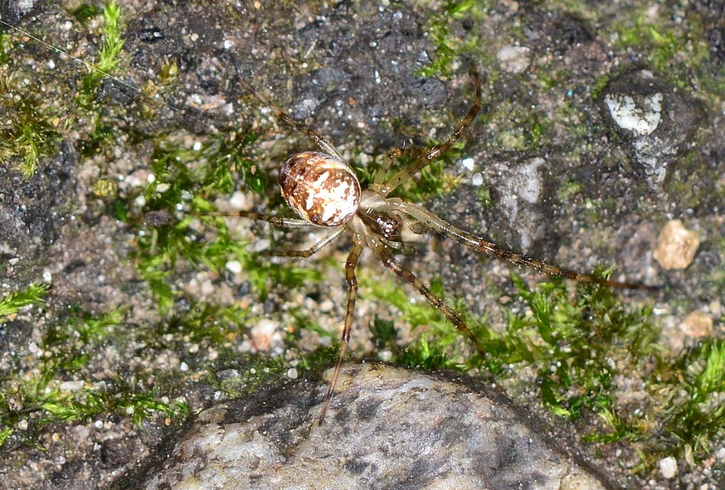 Metellina sp.  - Bannio Anzino (VCO)