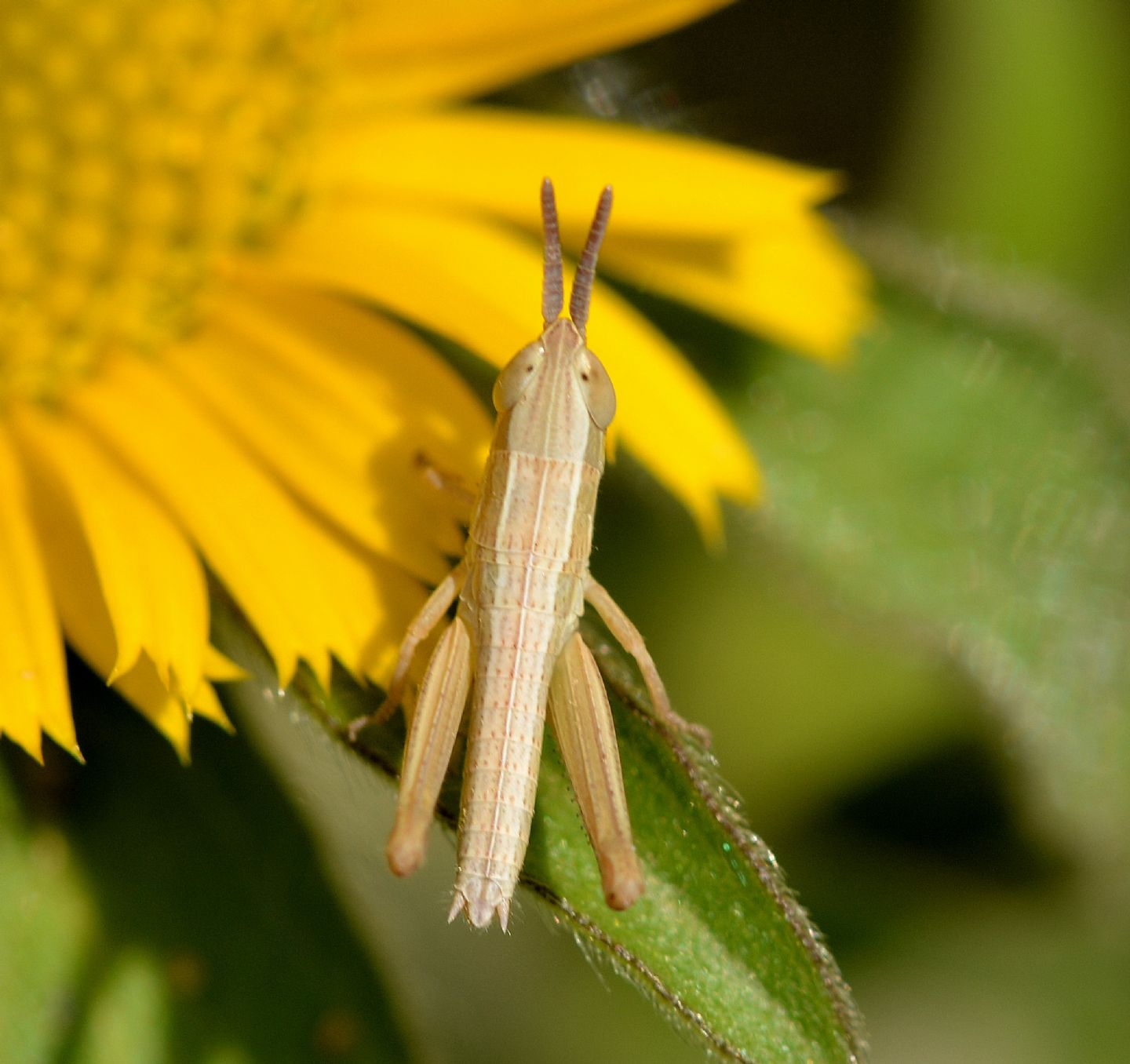 giovane Acrididae: Euchorthippus cfr. declivus