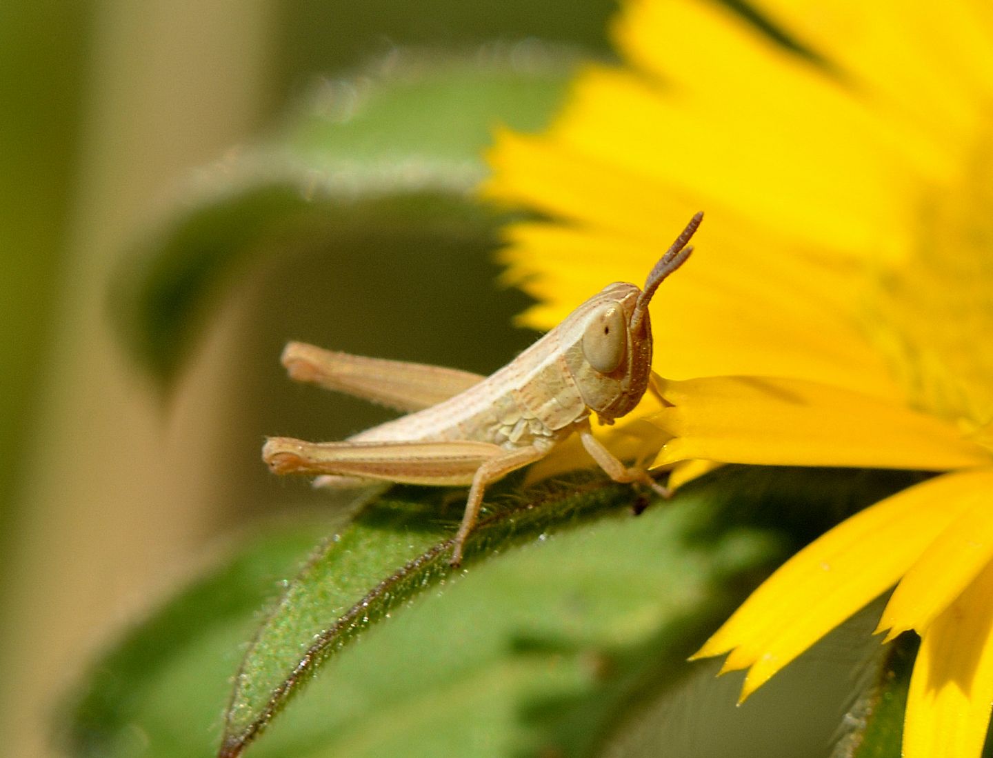 giovane Acrididae: Euchorthippus cfr. declivus