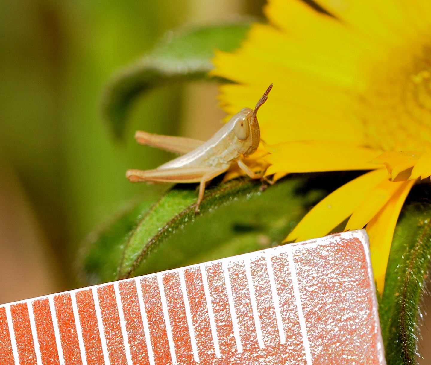 giovane Acrididae: Euchorthippus cfr. declivus