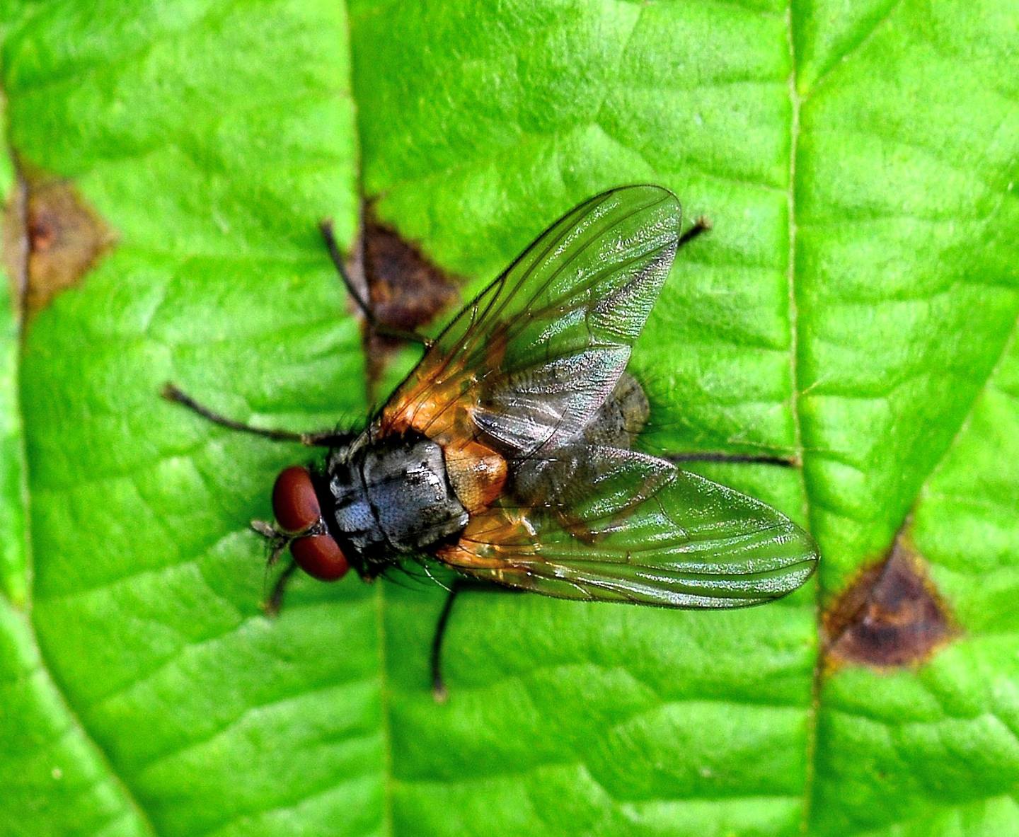 Muscidae: Mydaea sp.  (M. humeralis  o M. setifemur)