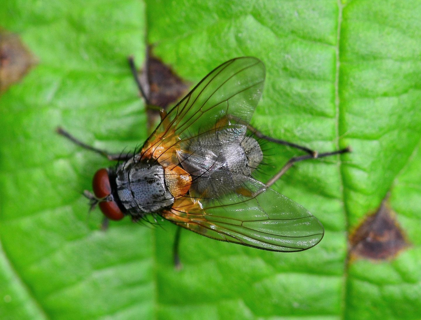 Muscidae: Mydaea sp.  (M. humeralis  o M. setifemur)