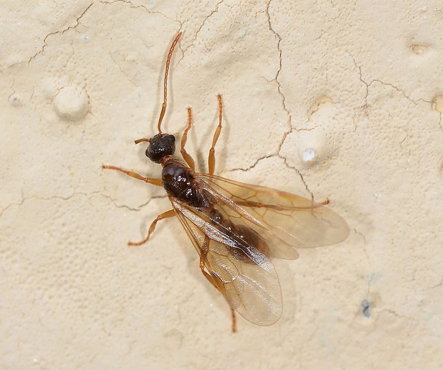 Formica alata:  Myrmica sp., maschio