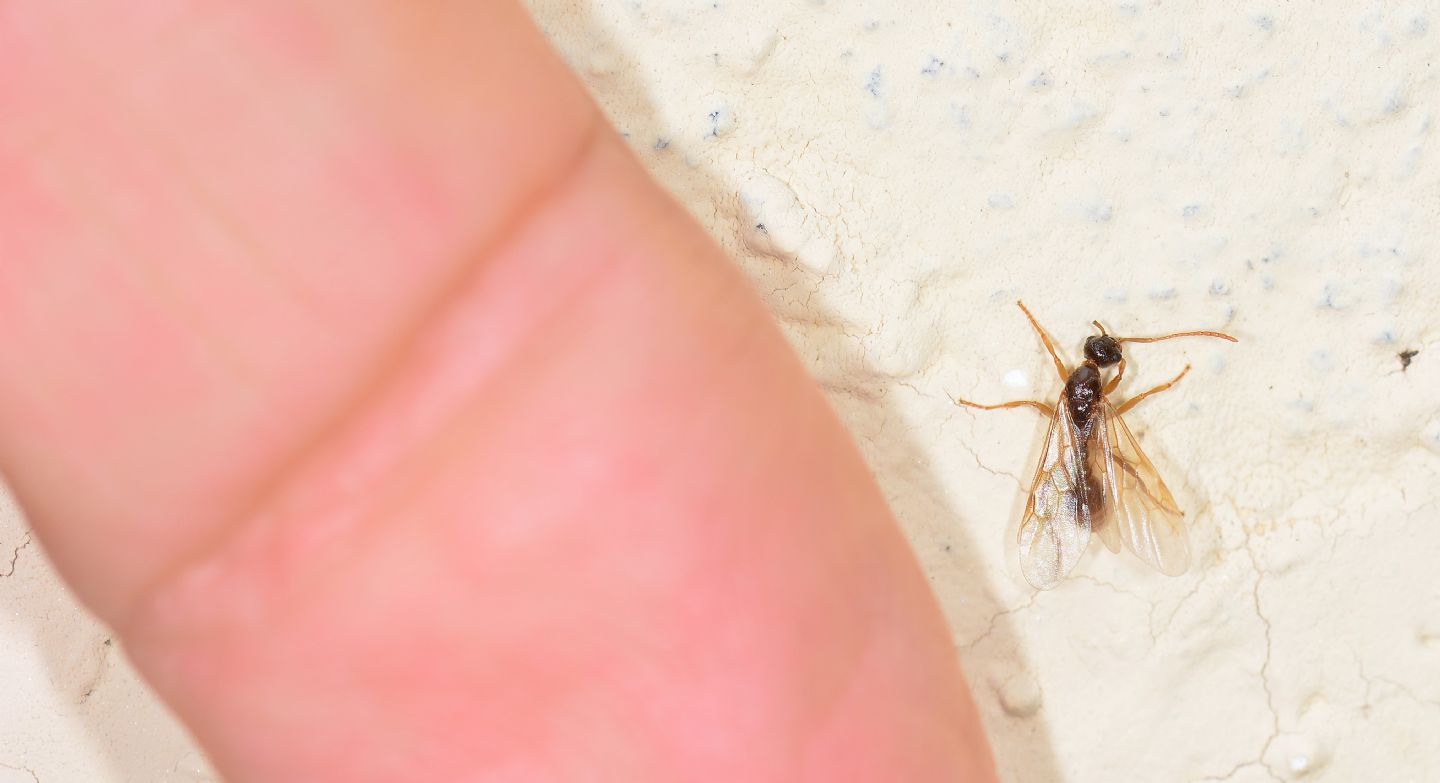 Formica alata:  Myrmica sp., maschio