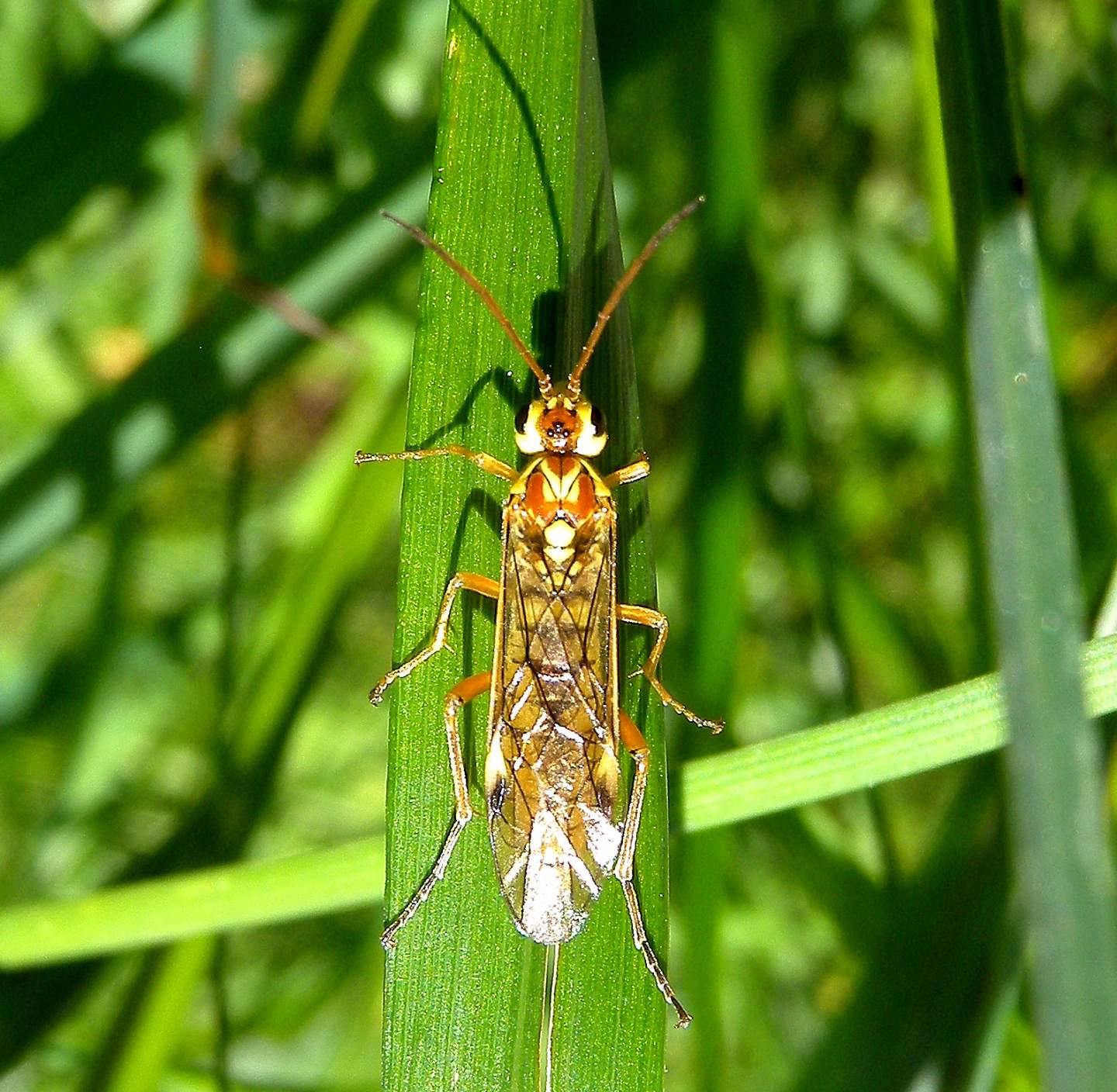 Tenthredopsis sp.: se  lei mancherebbe