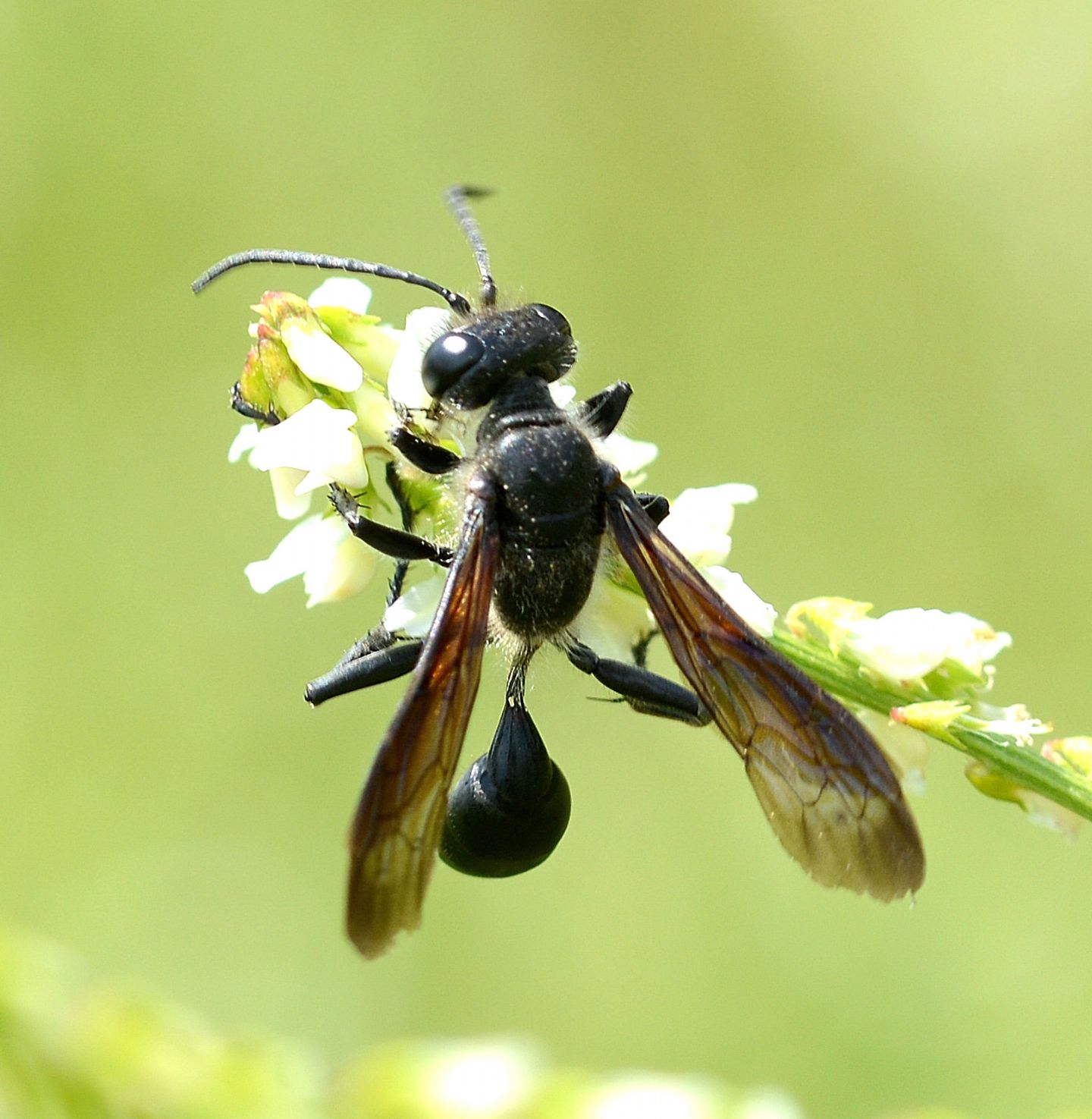 Sphecidae, Isodontia mexicana, femmina