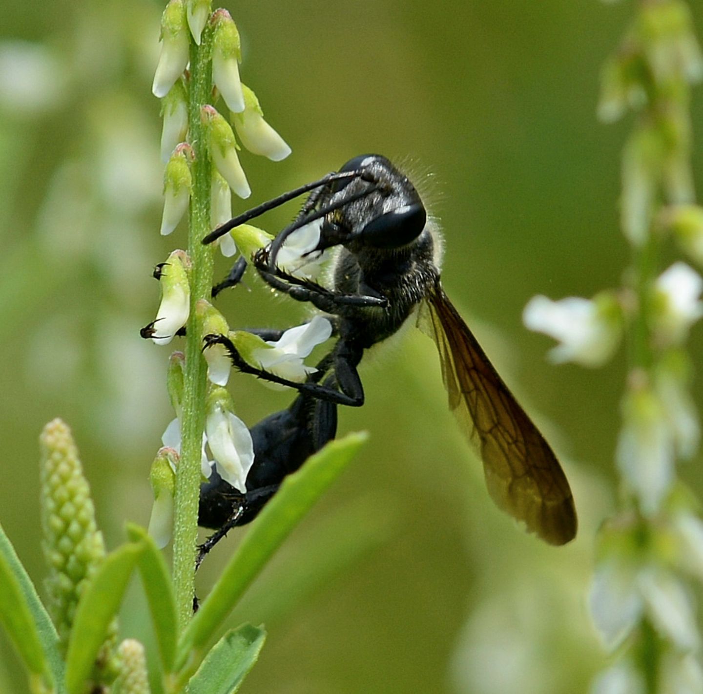 Sphecidae, Isodontia mexicana, femmina