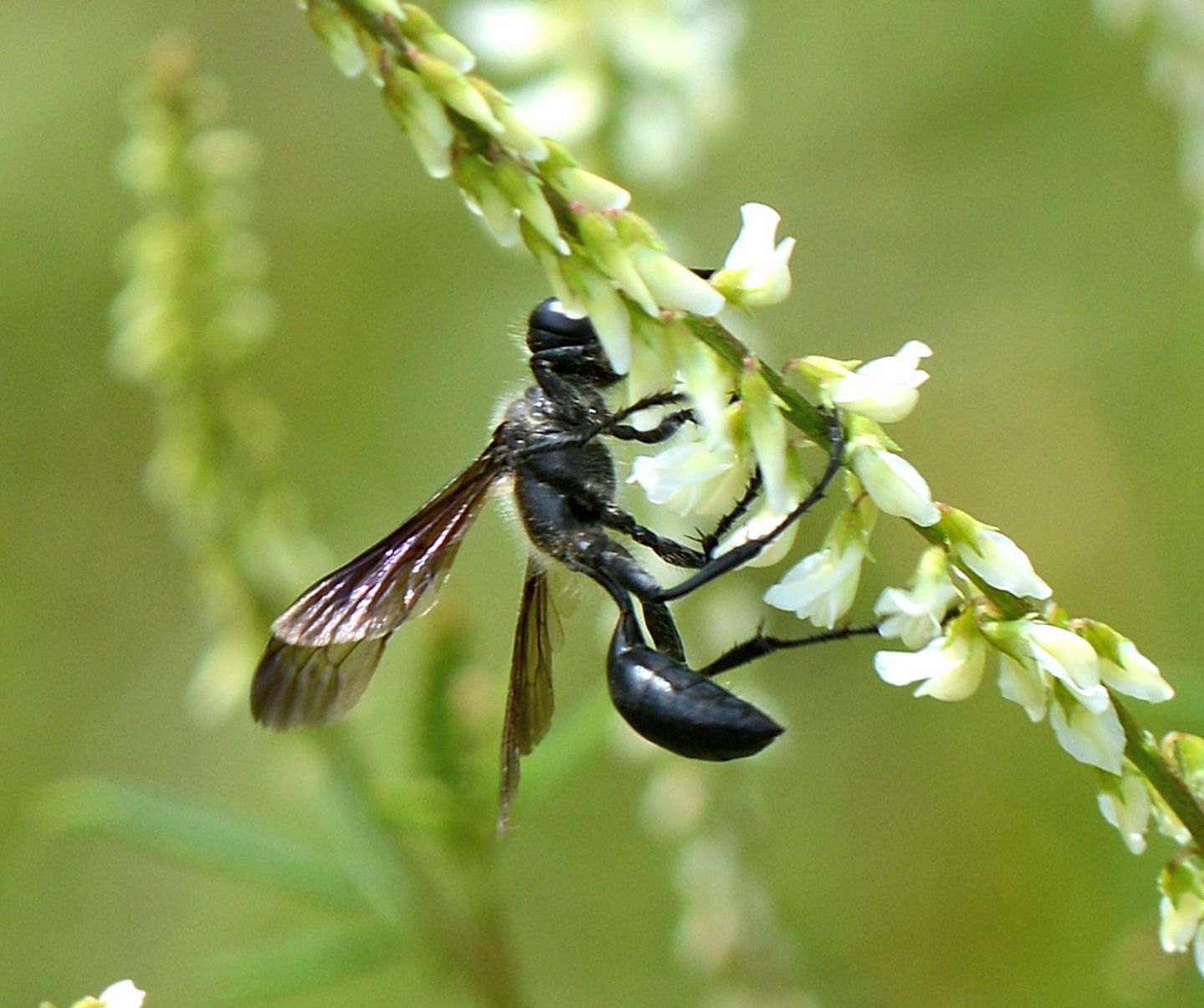 Sphecidae, Isodontia mexicana, femmina