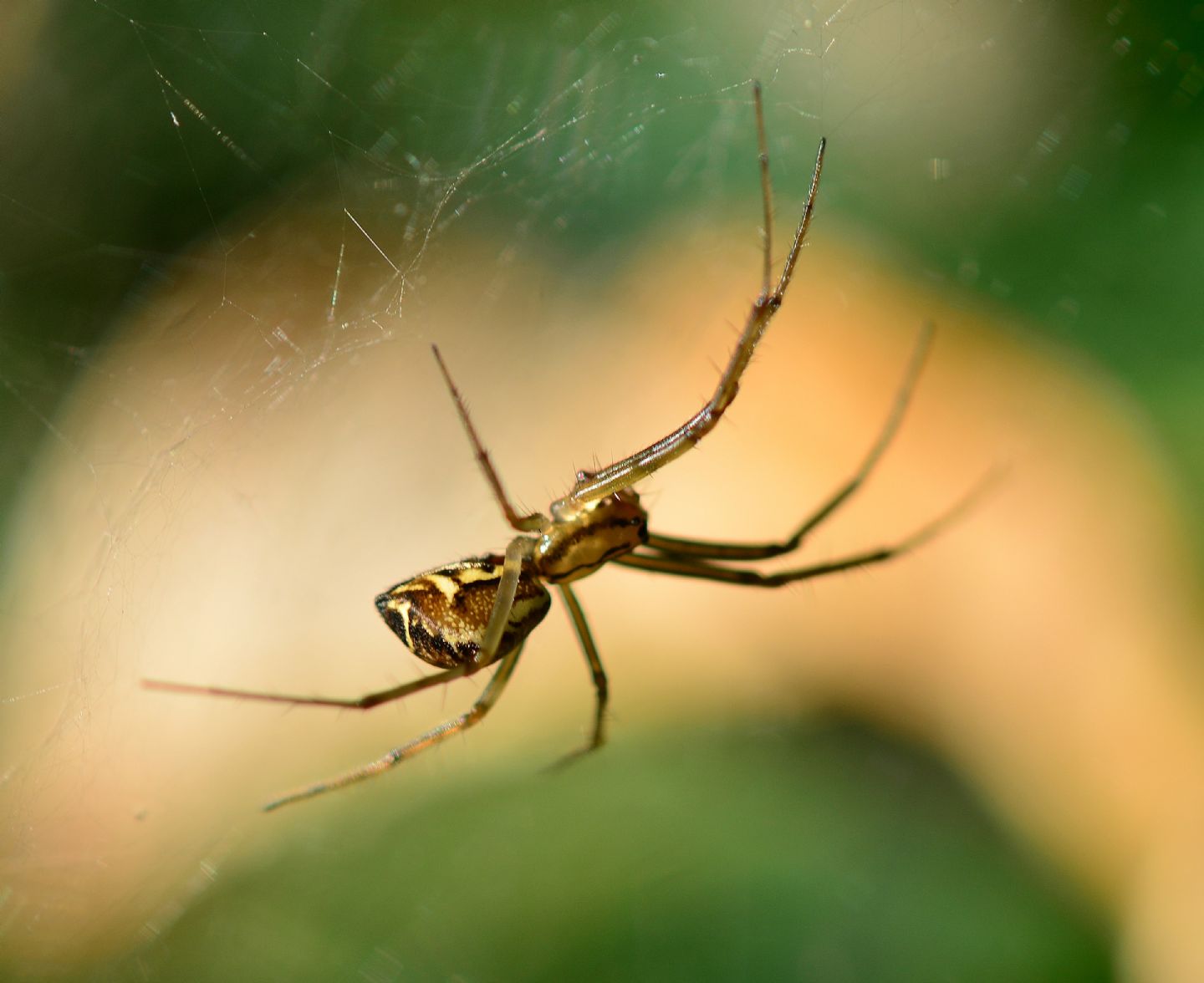 Linyphia sp.- Morondo di Varallo Sesia  (VC)