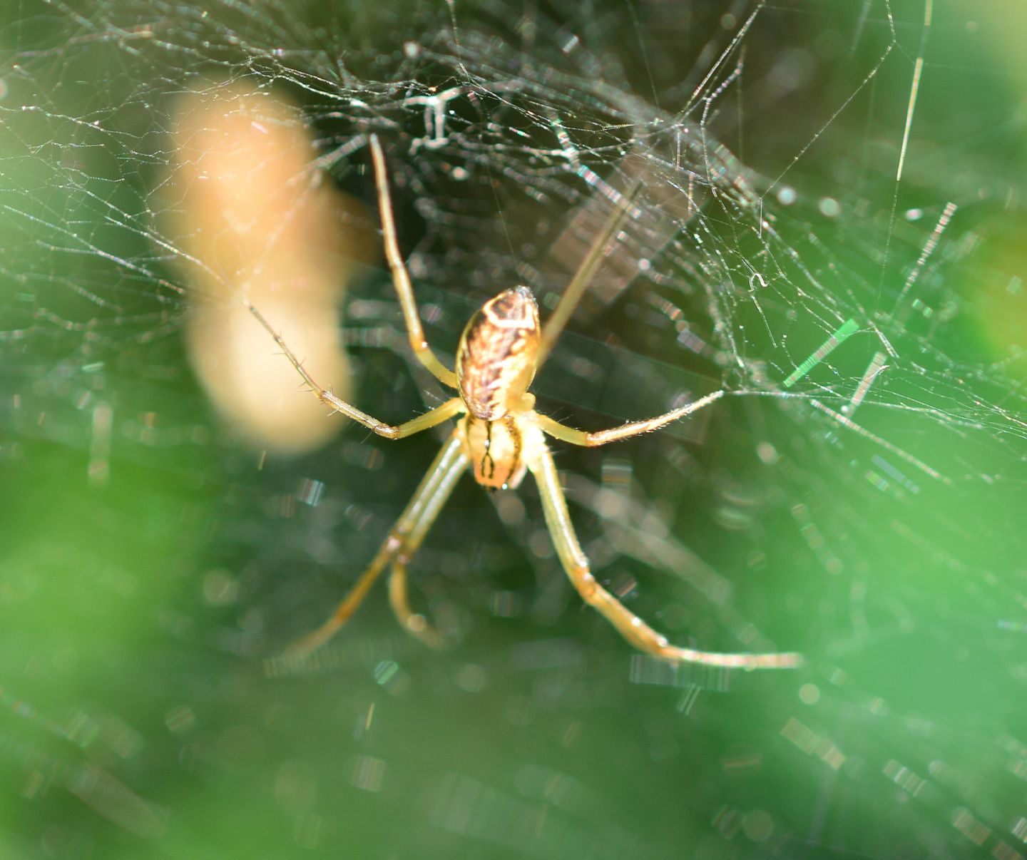 Linyphia sp.- Morondo di Varallo Sesia  (VC)