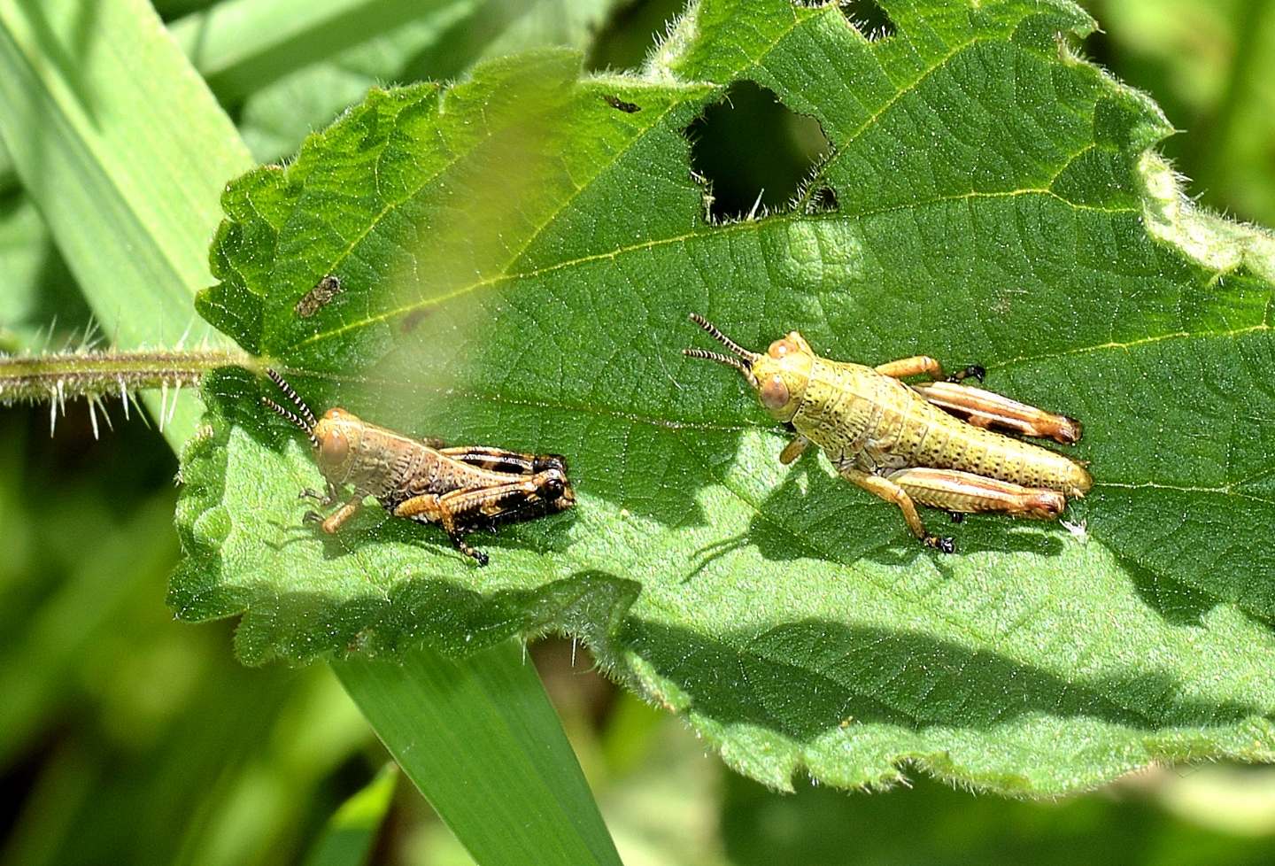 In coppia: neanidi di Acrididae