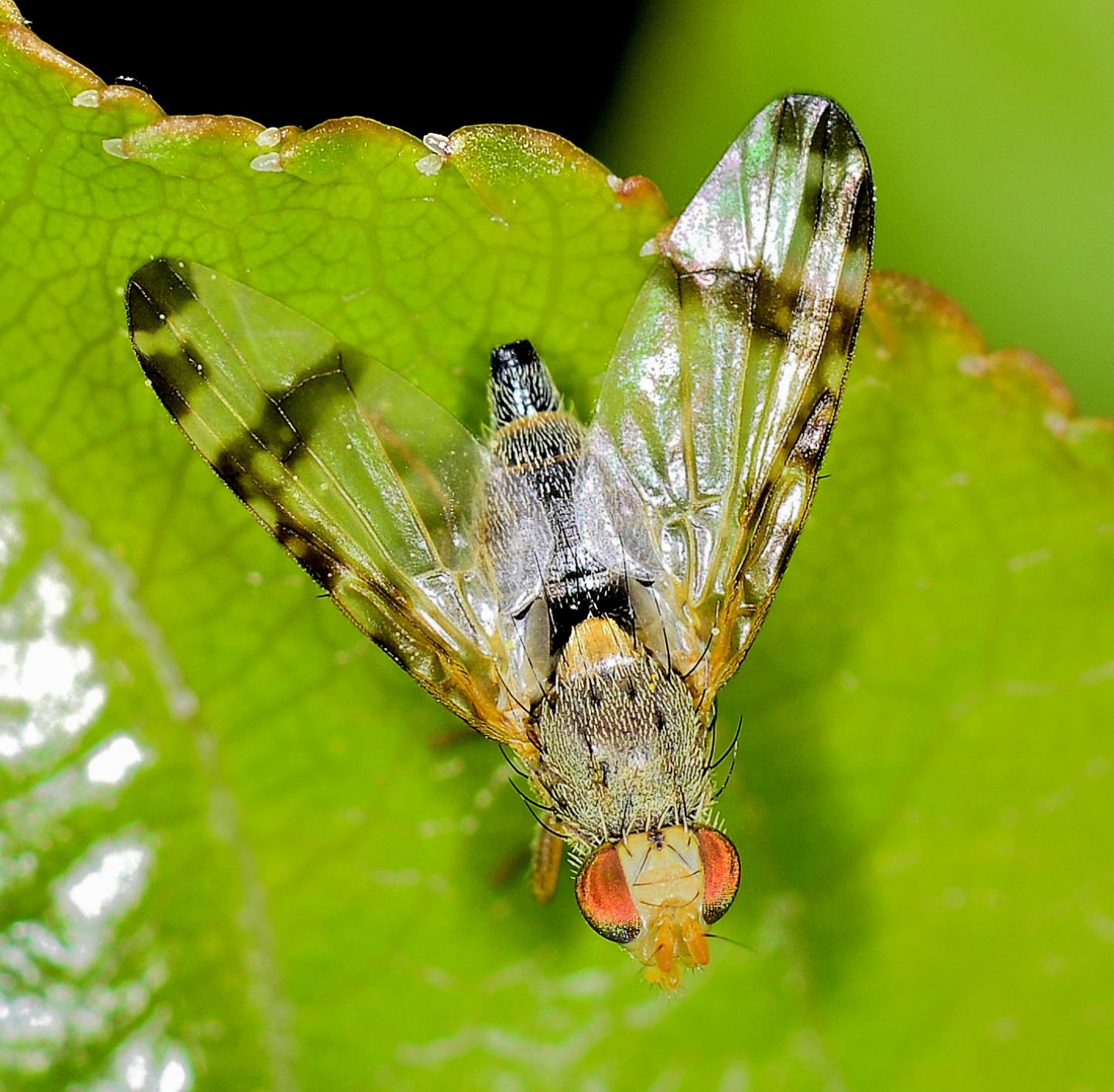 Tephritidae ? S, Sphenella marginata,  femmina.