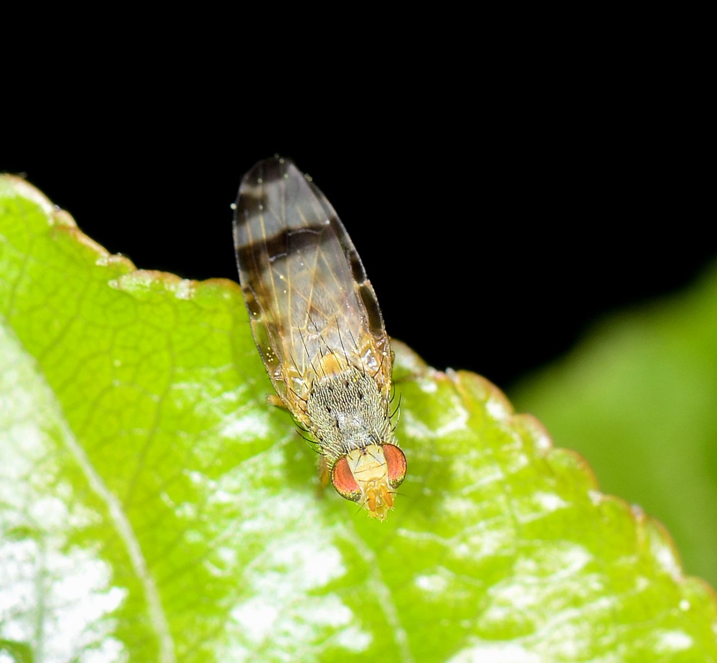 Tephritidae ? S, Sphenella marginata,  femmina.