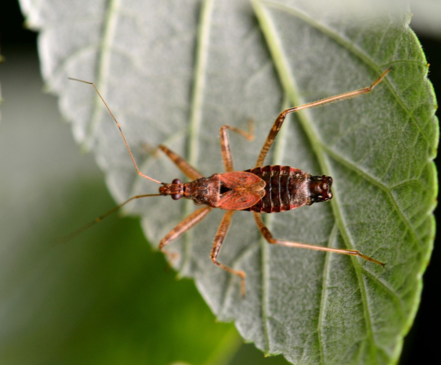 Nabidae: Himacerus apterus