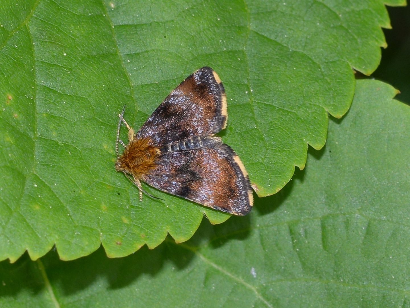 non trovata - Panemeria tenebrata, Noctuidae