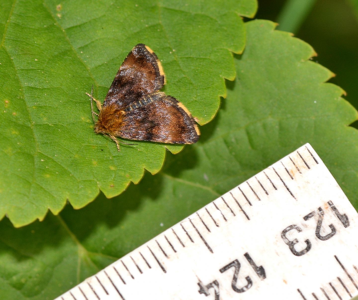 non trovata - Panemeria tenebrata, Noctuidae