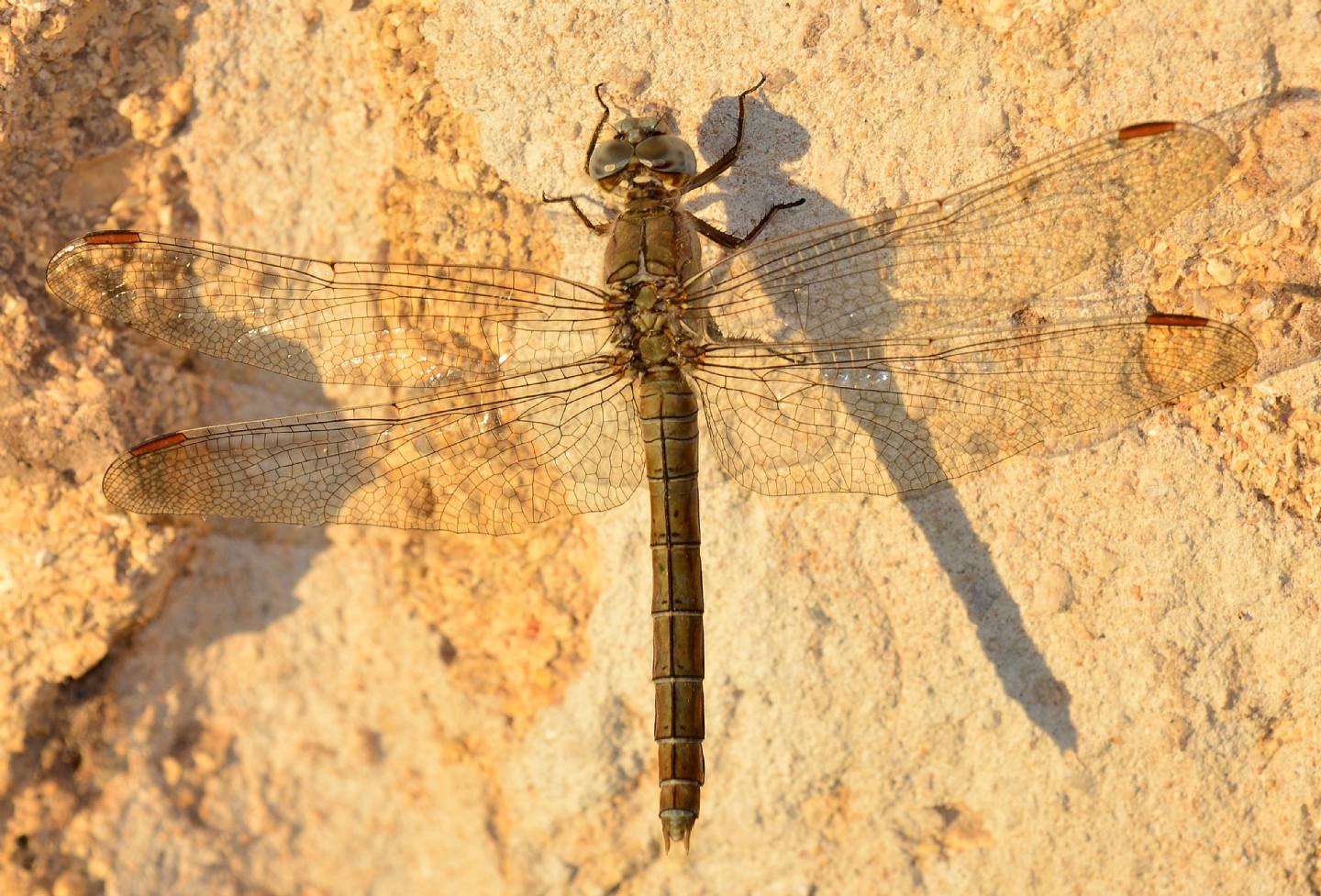 Libellulidae da id: femmina Orthetrum brunneum