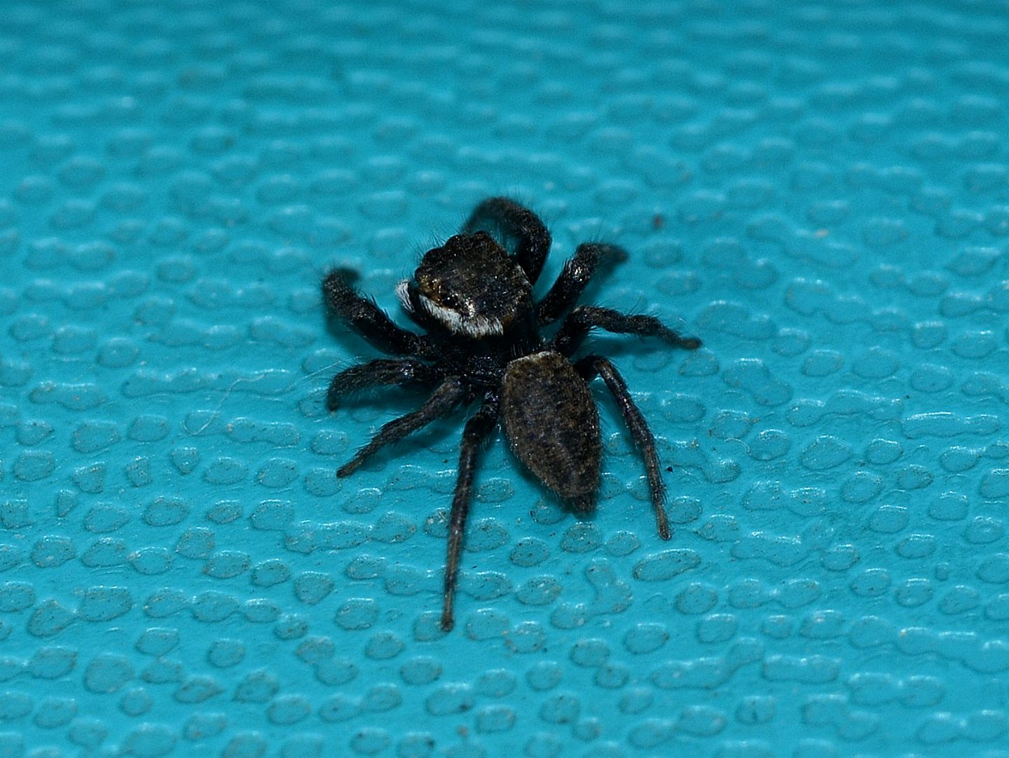 Salticidae sardo:  Evarcha jucunda, maschio - Arbus (Medio Campidano)