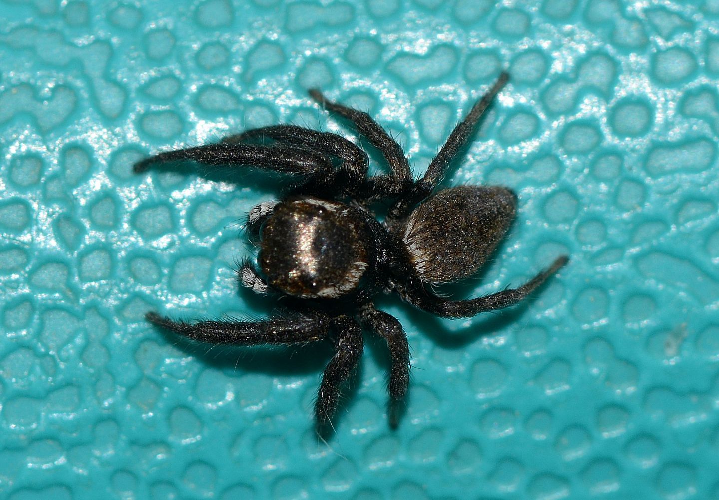 Salticidae sardo:  Evarcha jucunda, maschio - Arbus (Medio Campidano)