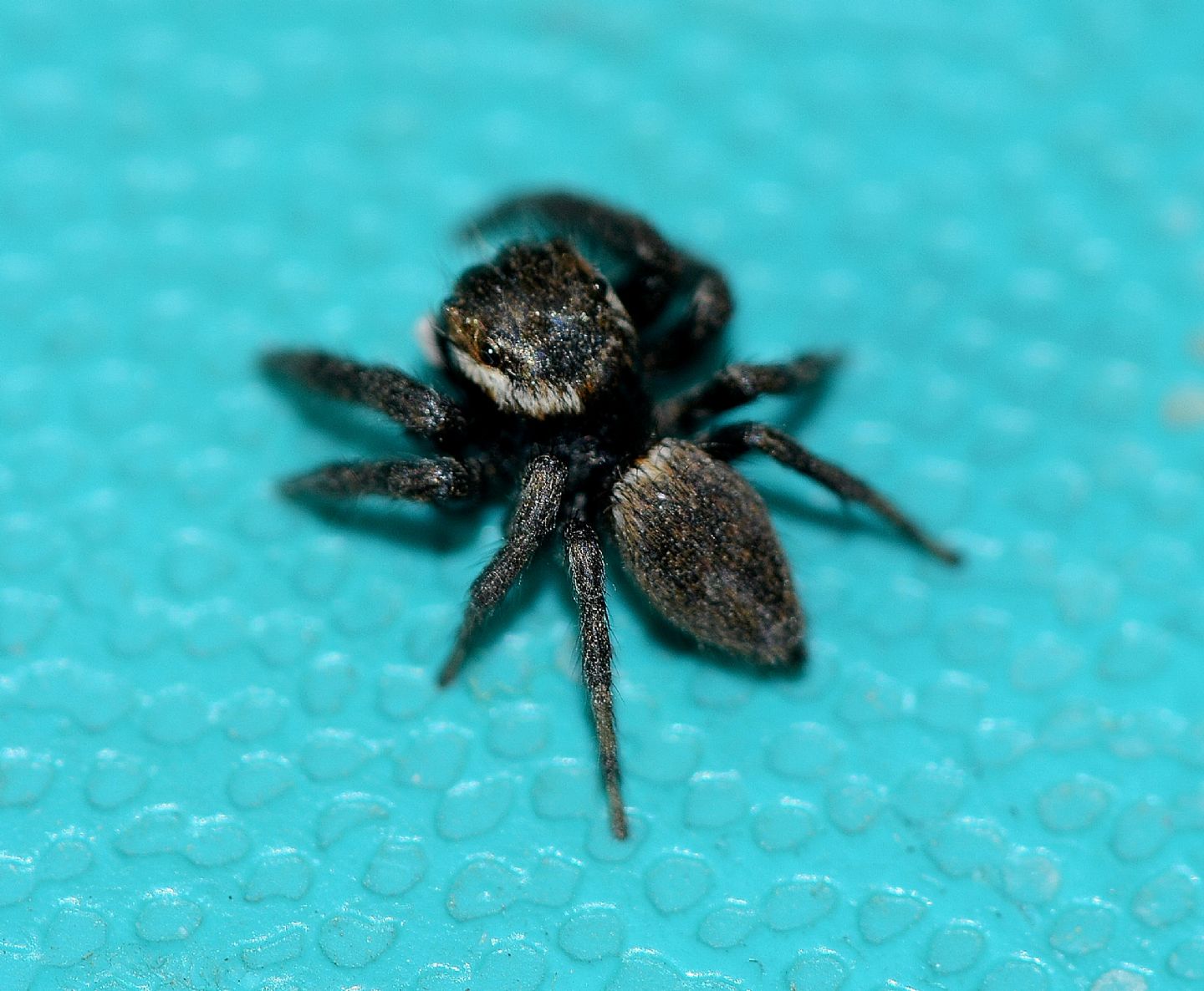 Salticidae sardo:  Evarcha jucunda, maschio - Arbus (Medio Campidano)