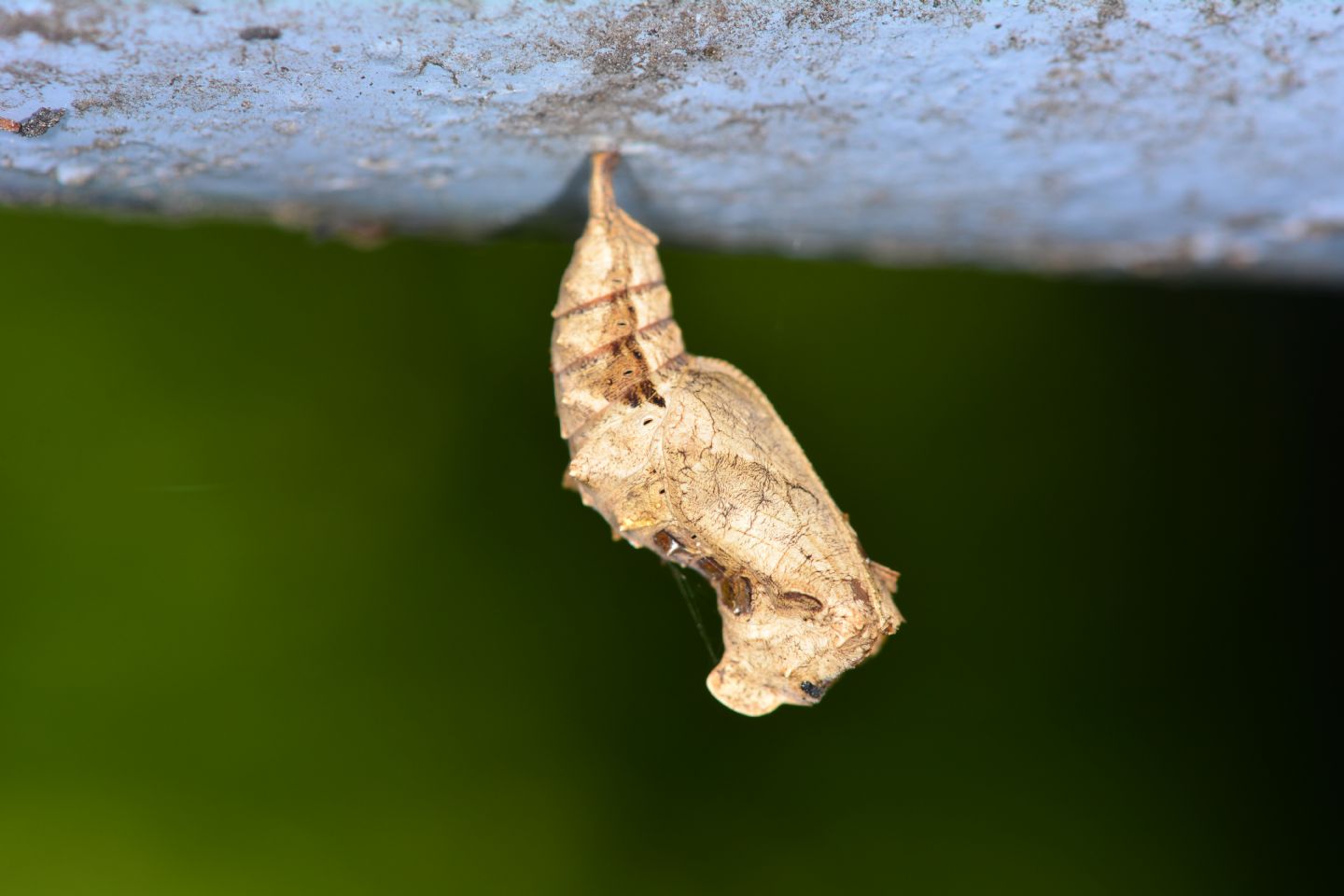 Crisalide - Polygonia c-album, Nymphalidae