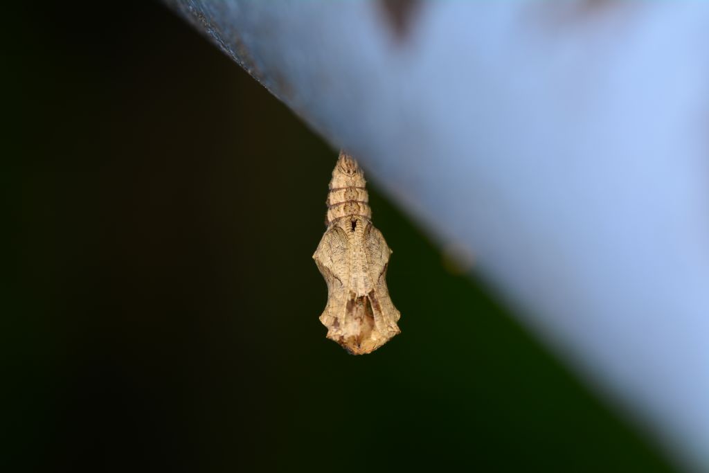 Crisalide - Polygonia c-album, Nymphalidae