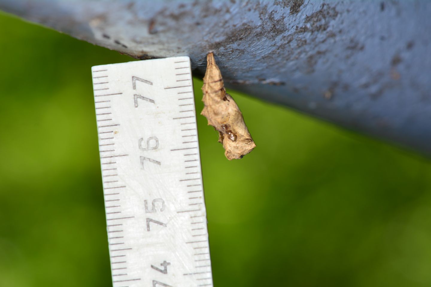 Crisalide - Polygonia c-album, Nymphalidae