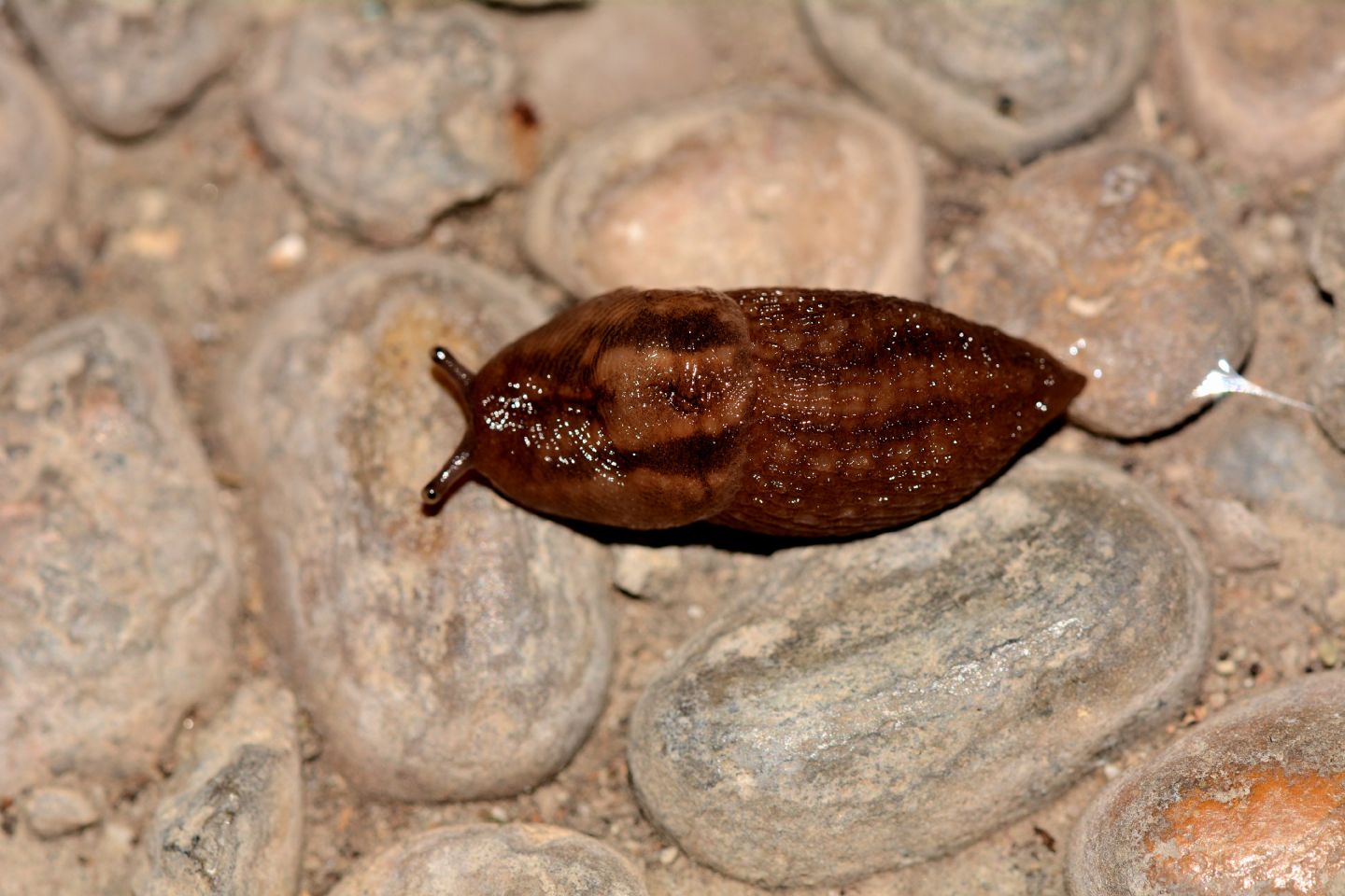 Gastropode da id