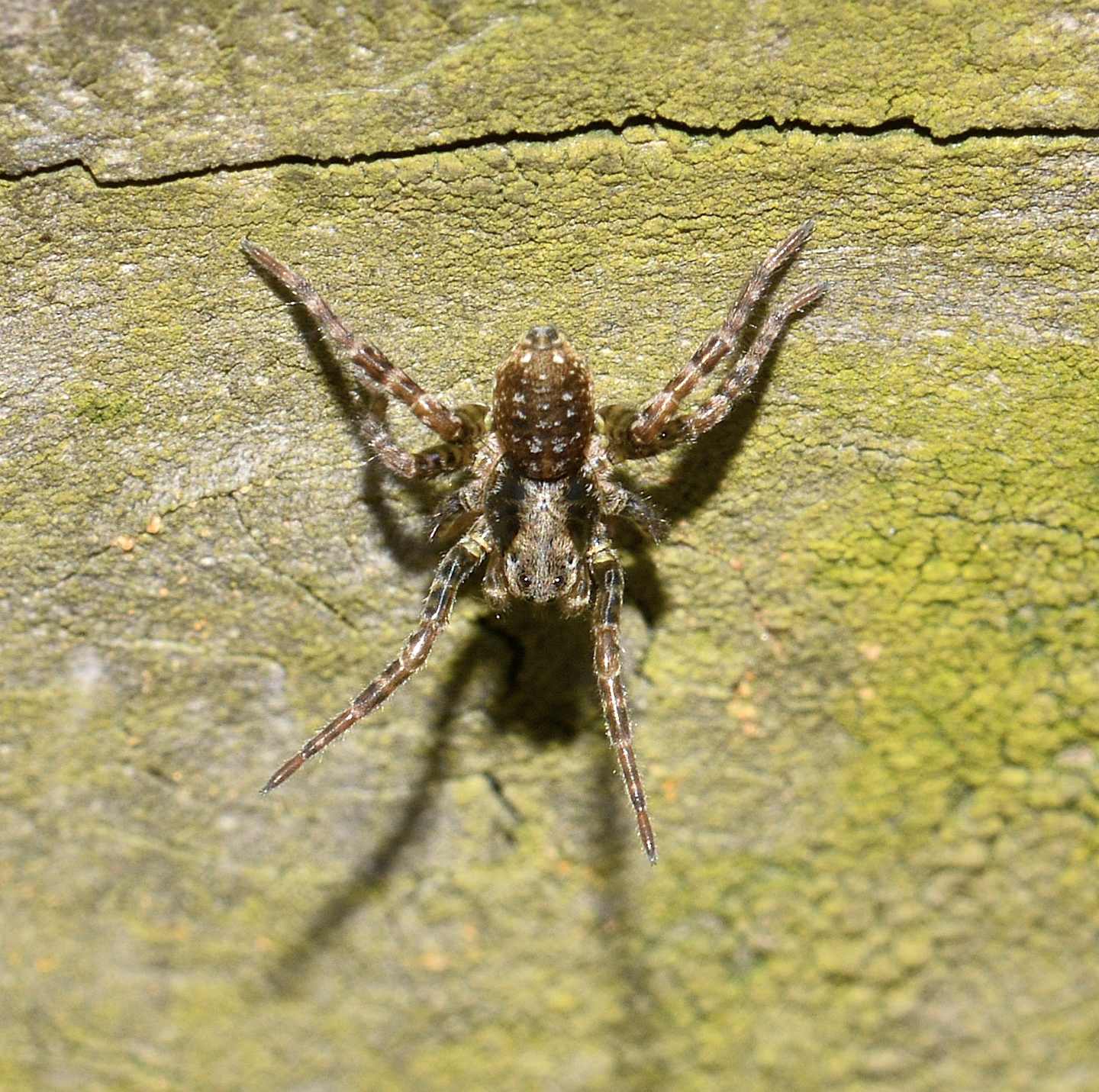 Arctosa sp., Arctosa sp. e Pardosa sp. - Paullo (MI)