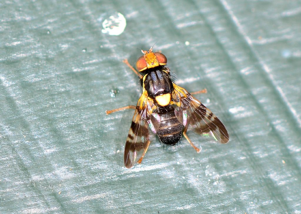 Rhagoletis cerasi maschio (Teprhitidae) Si