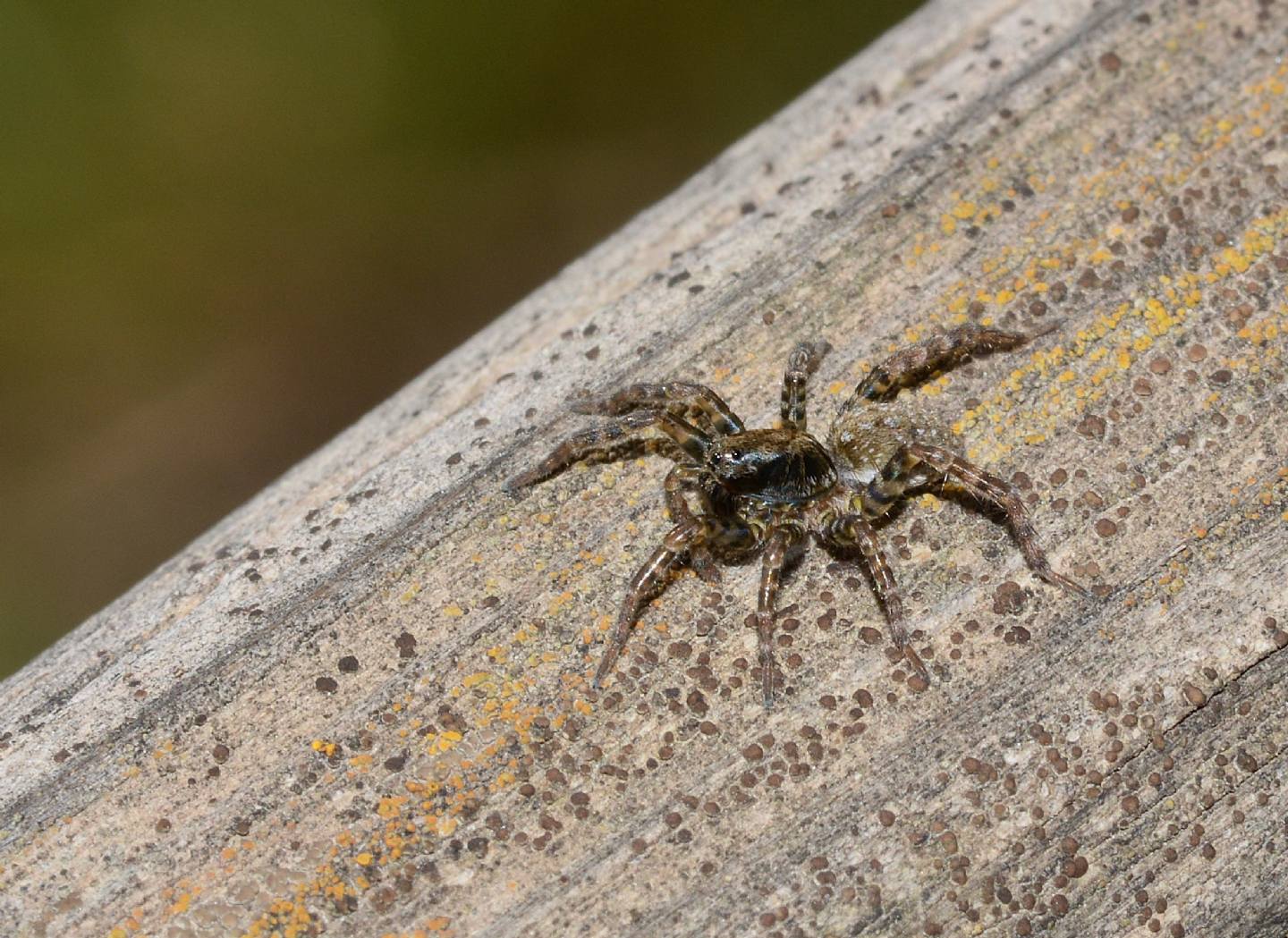 Arctosa sp., Arctosa sp. e Pardosa sp. - Paullo (MI)