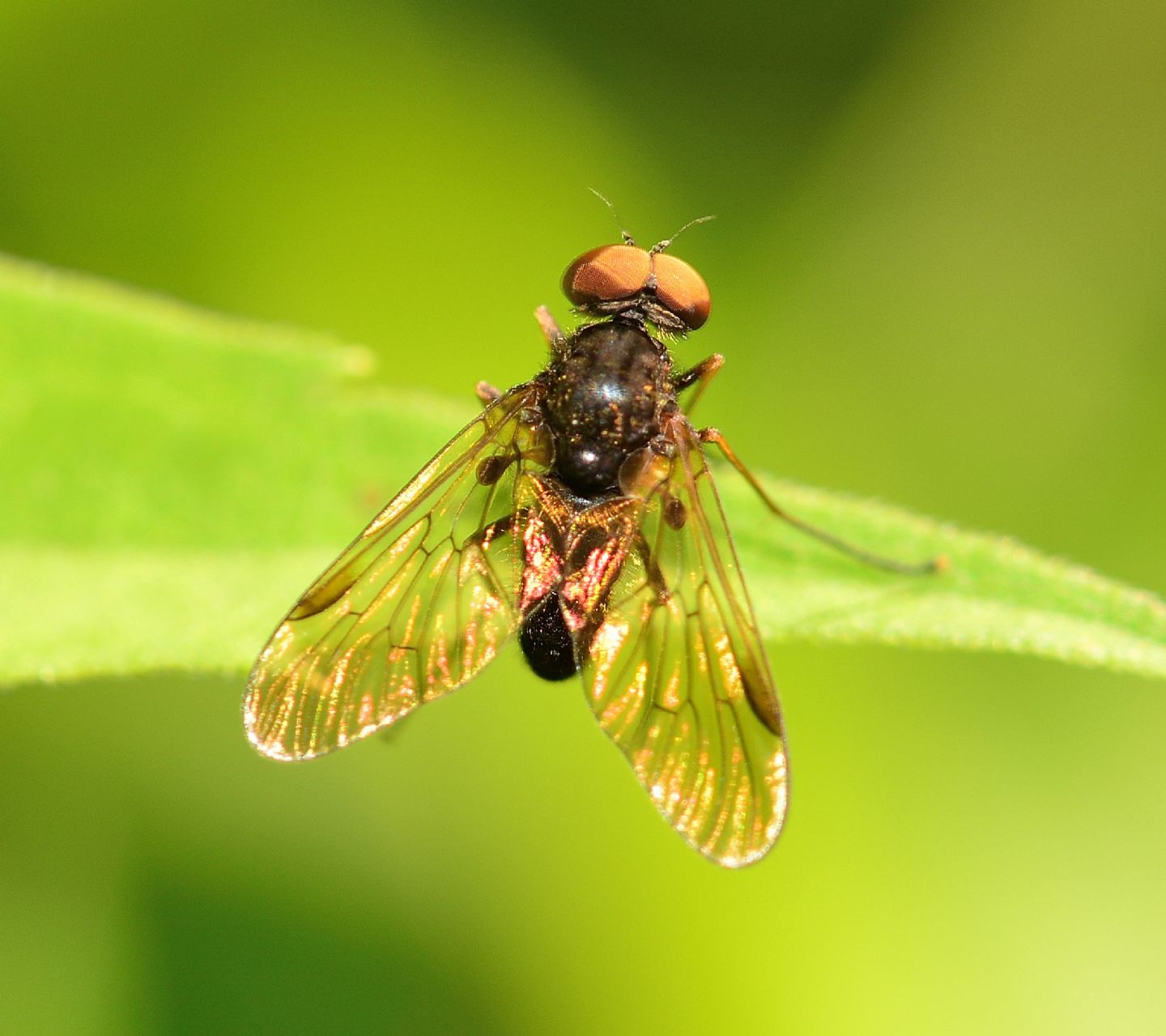 Rhagionidae:  Chrysopilus sp.