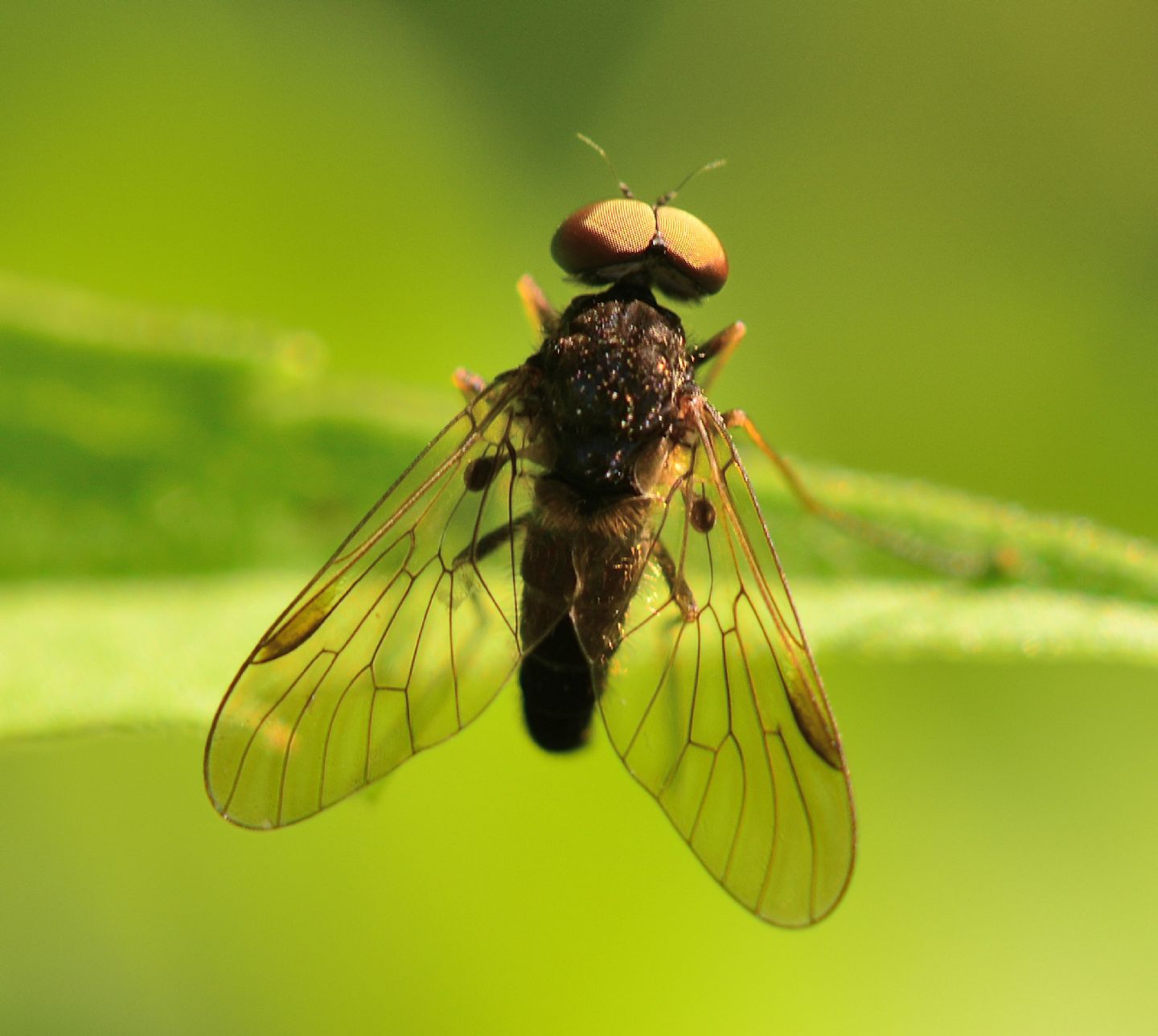 Rhagionidae:  Chrysopilus sp.