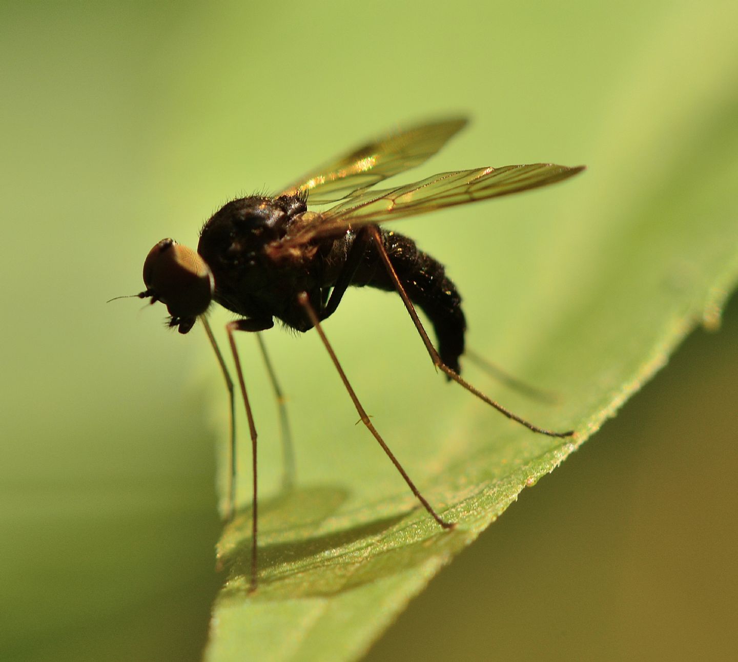 Rhagionidae:  Chrysopilus sp.