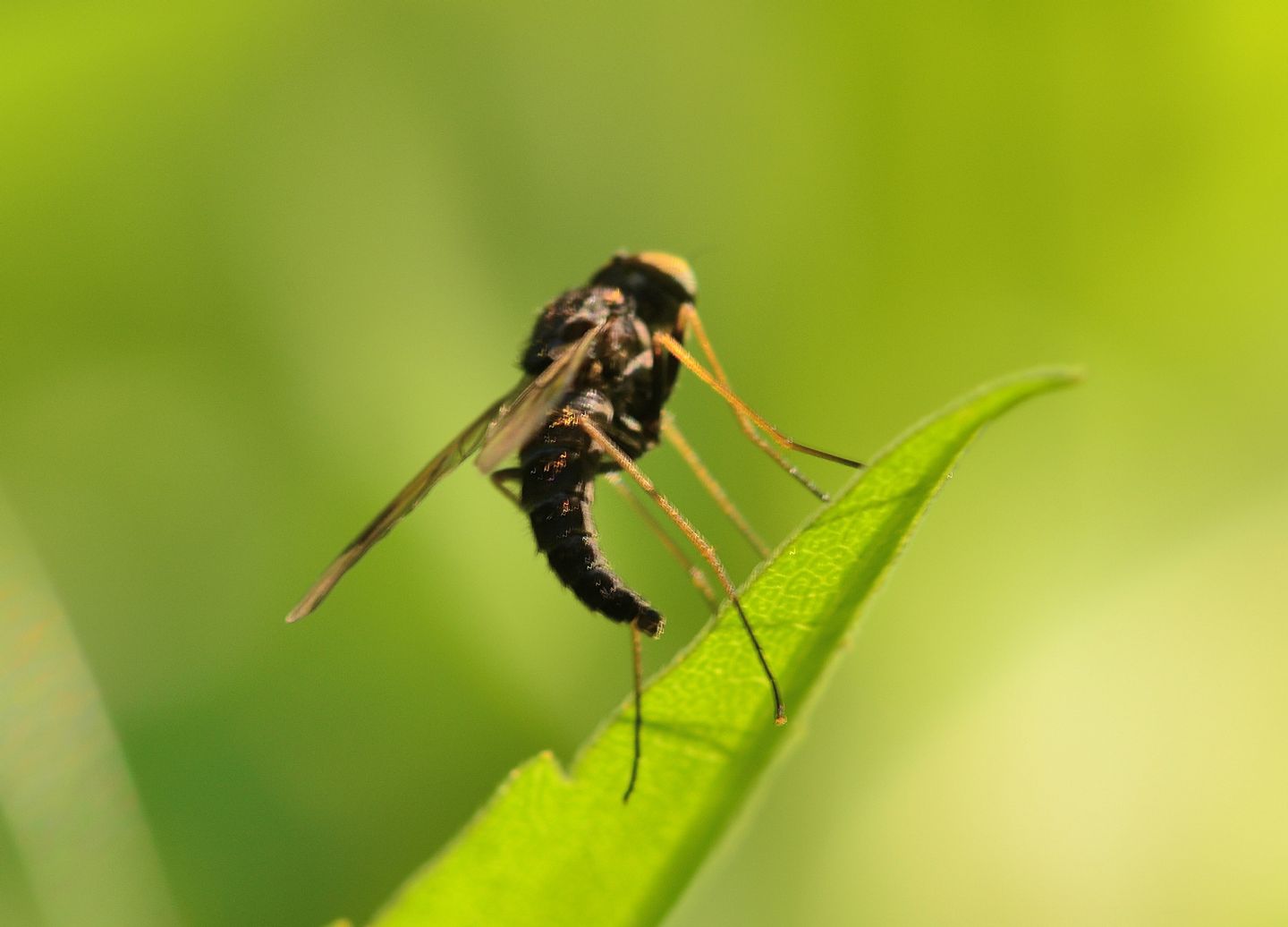 Rhagionidae:  Chrysopilus sp.