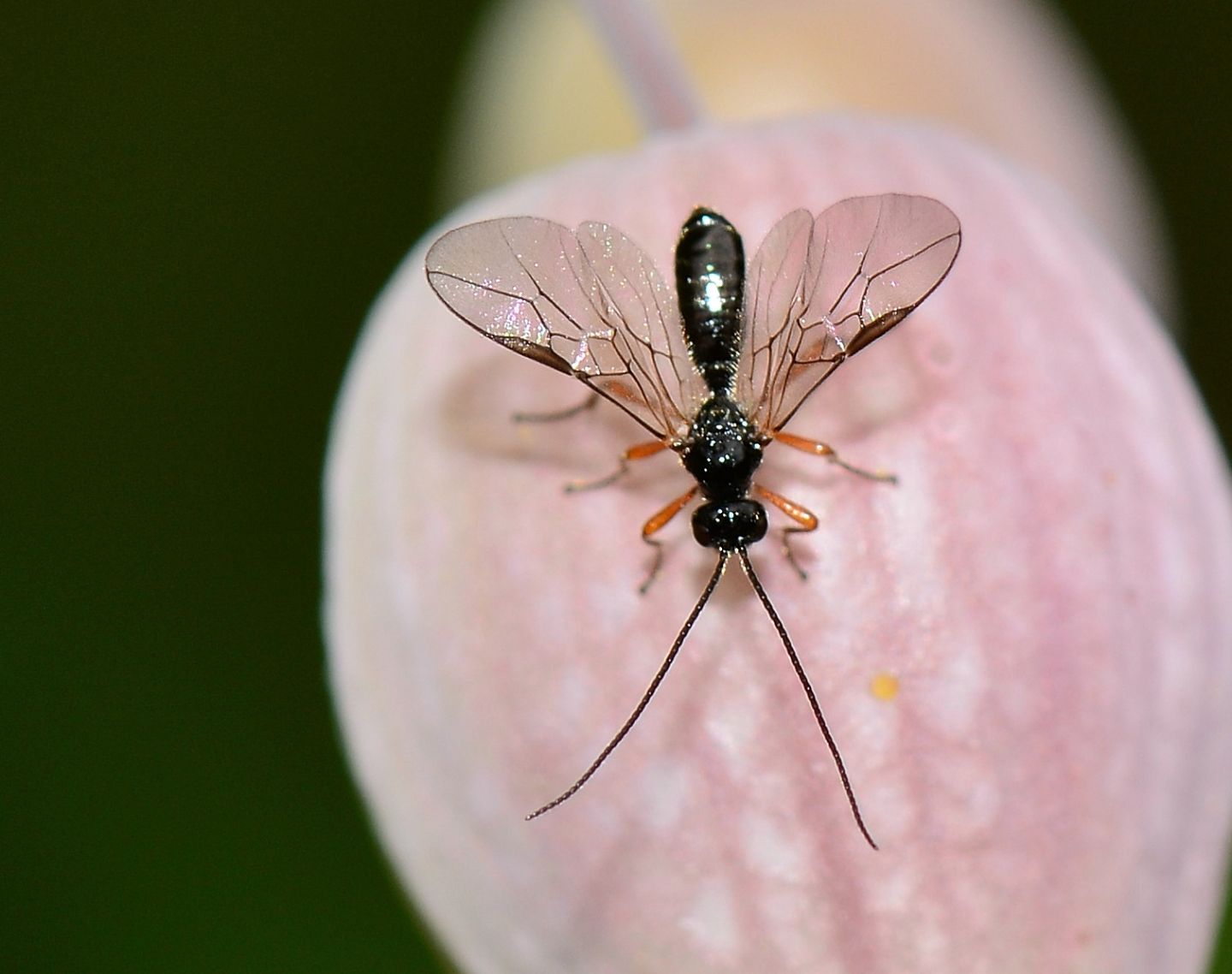 Ichneumonidae da id? no, Braconidae