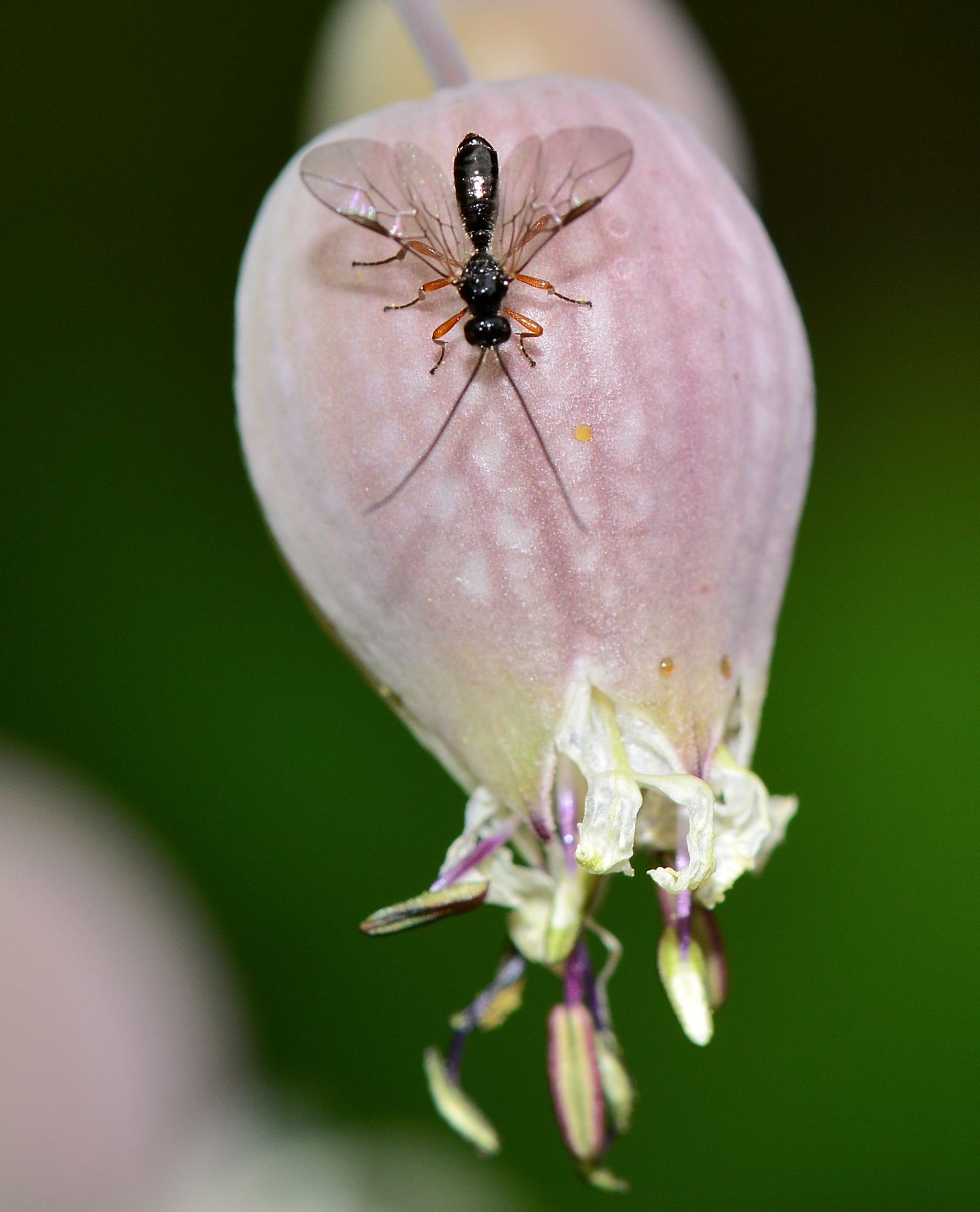 Ichneumonidae da id? no, Braconidae