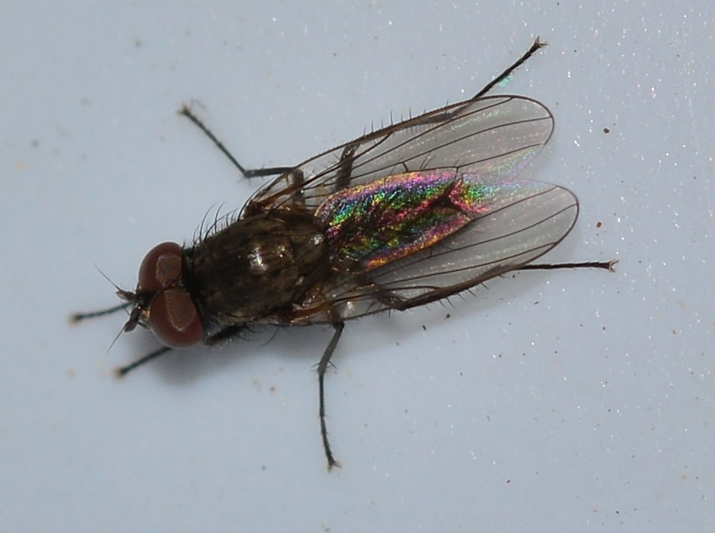 mosche invadenti: probabili Anthomyiidae