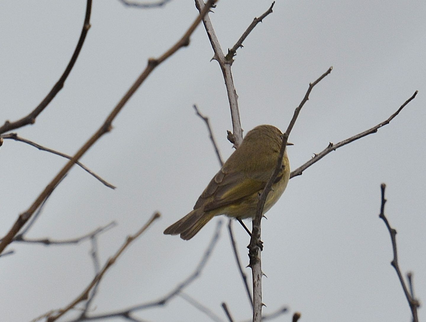 Cos'' ?  Lu piccolo (Phylloscopus collybita)