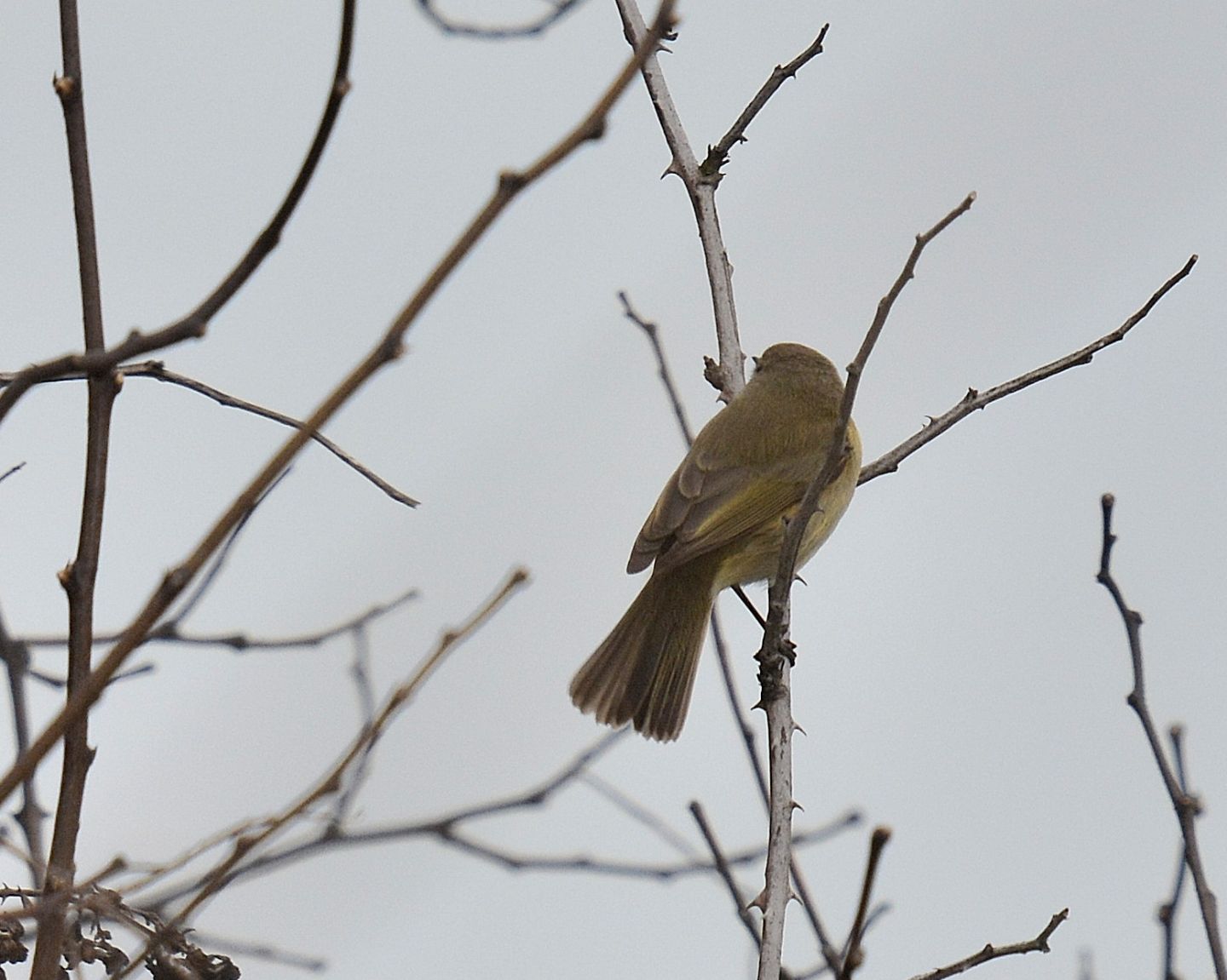 Cos'' ?  Lu piccolo (Phylloscopus collybita)