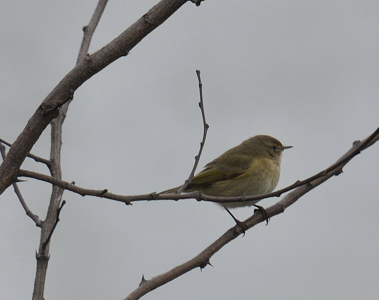 Cos'' ?  Lu piccolo (Phylloscopus collybita)