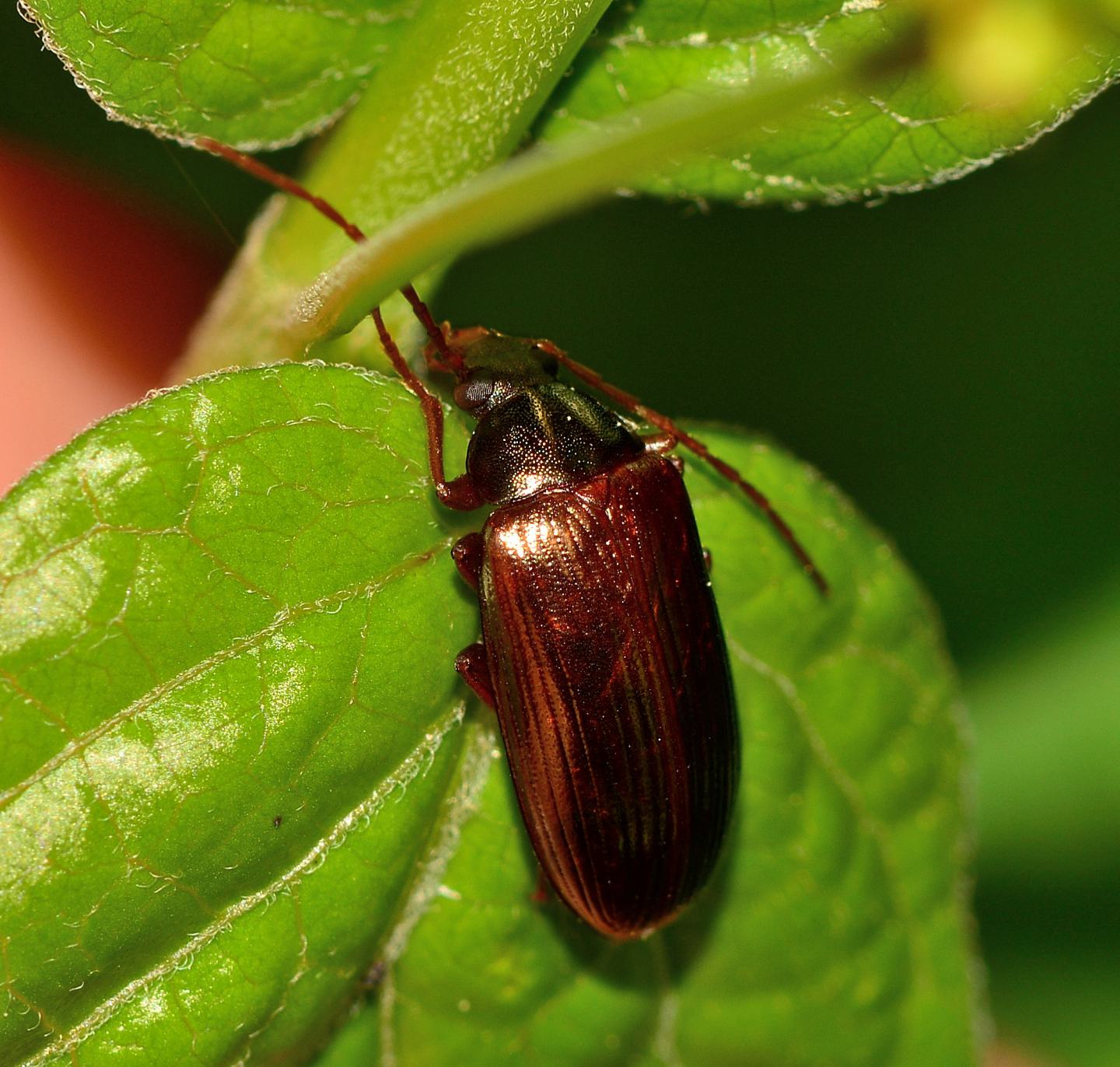 Tenebrionidae Alleculinae: femmina di Gonodera metallica (cfr.)