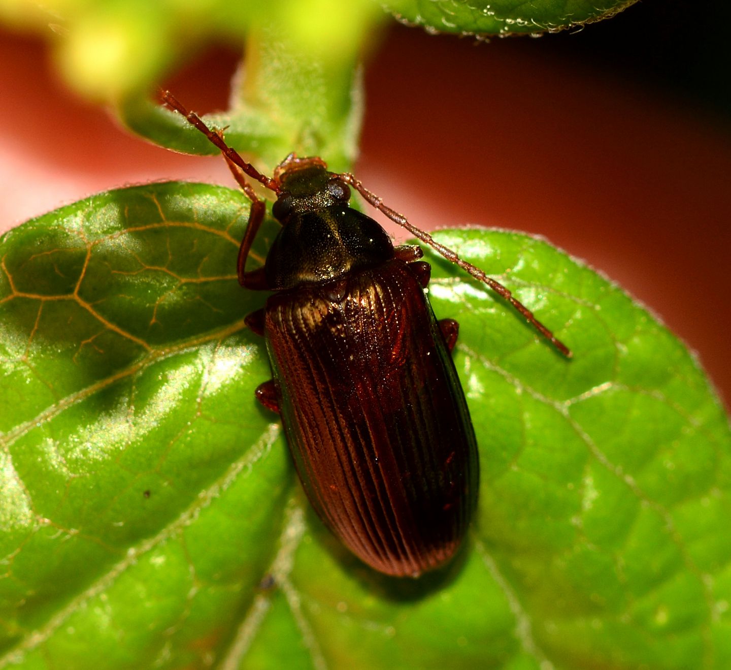 Tenebrionidae Alleculinae: femmina di Gonodera metallica (cfr.)