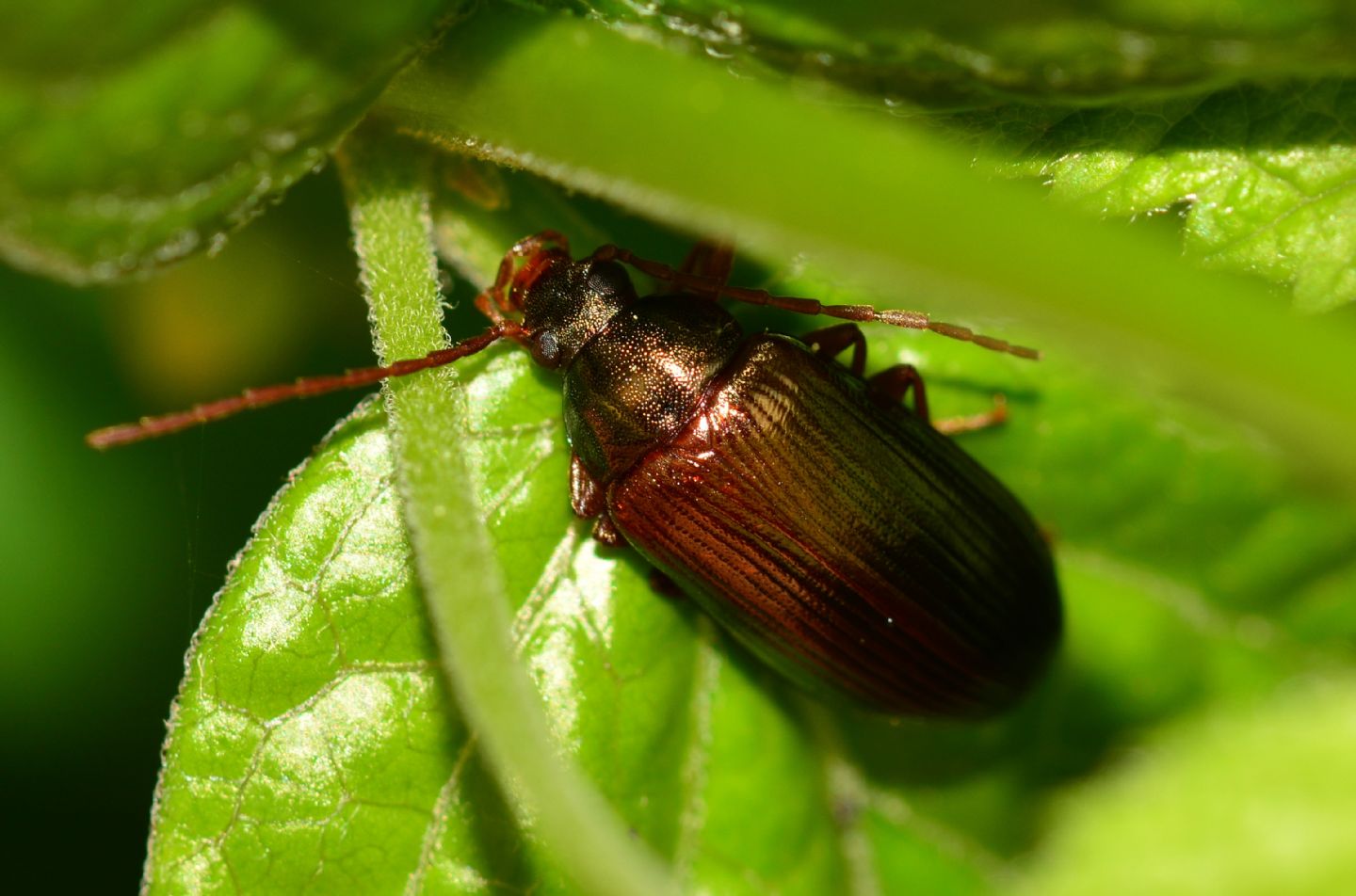 Tenebrionidae Alleculinae: femmina di Gonodera metallica (cfr.)