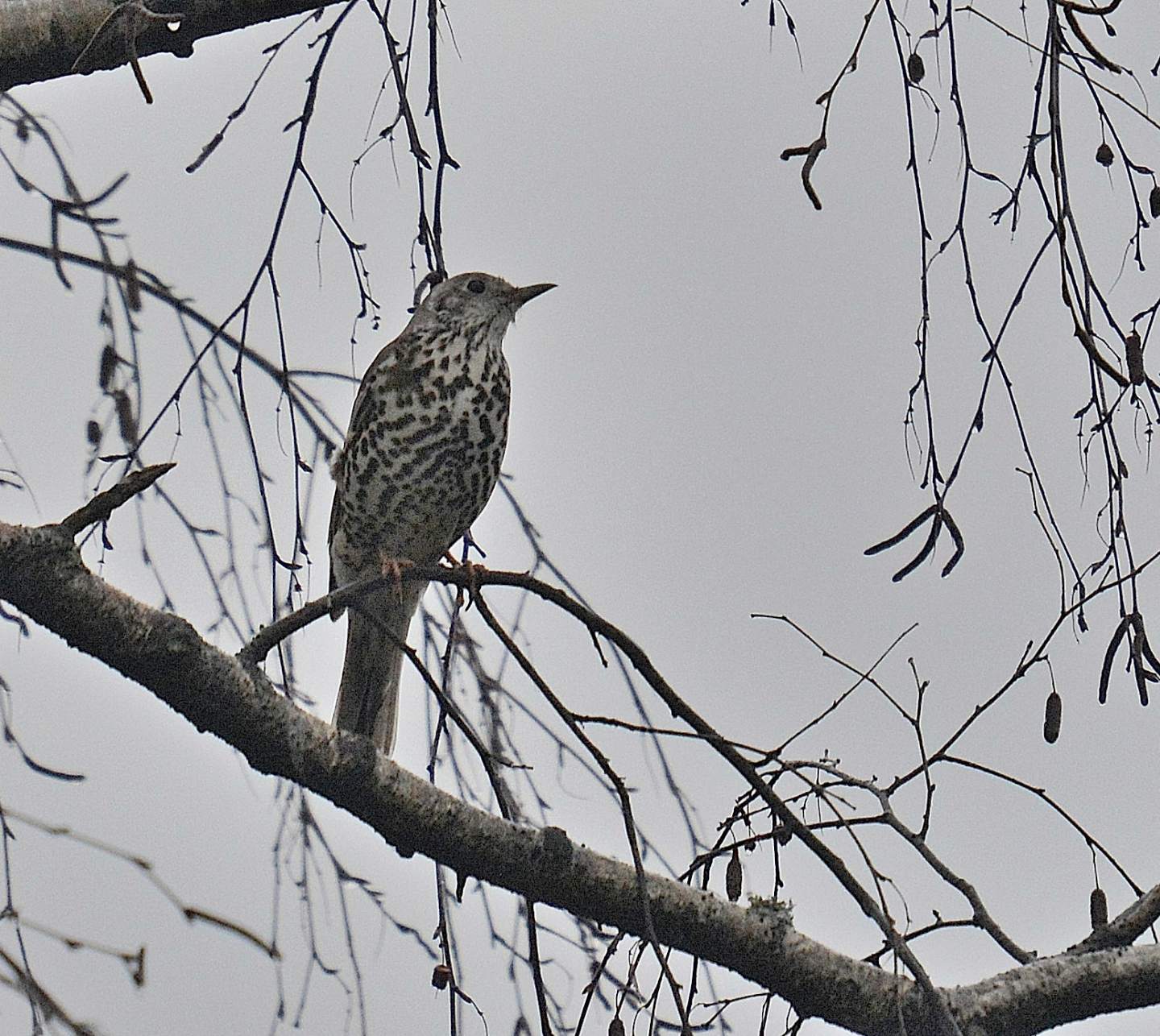 Turdidae da id. :  Tordela (Turdus viscivorus)