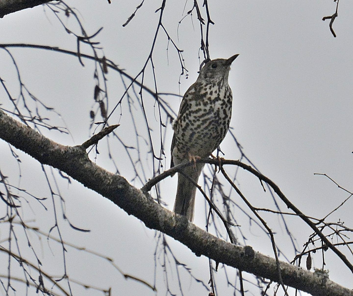 Turdidae da id. :  Tordela (Turdus viscivorus)