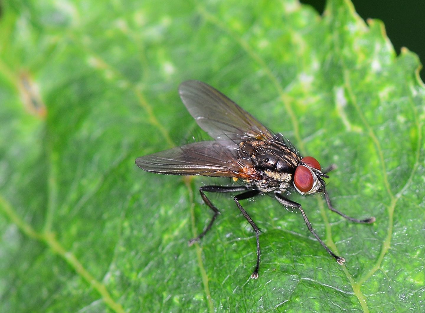 Muscidae da id