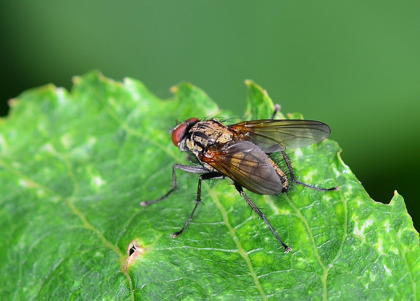 Muscidae da id